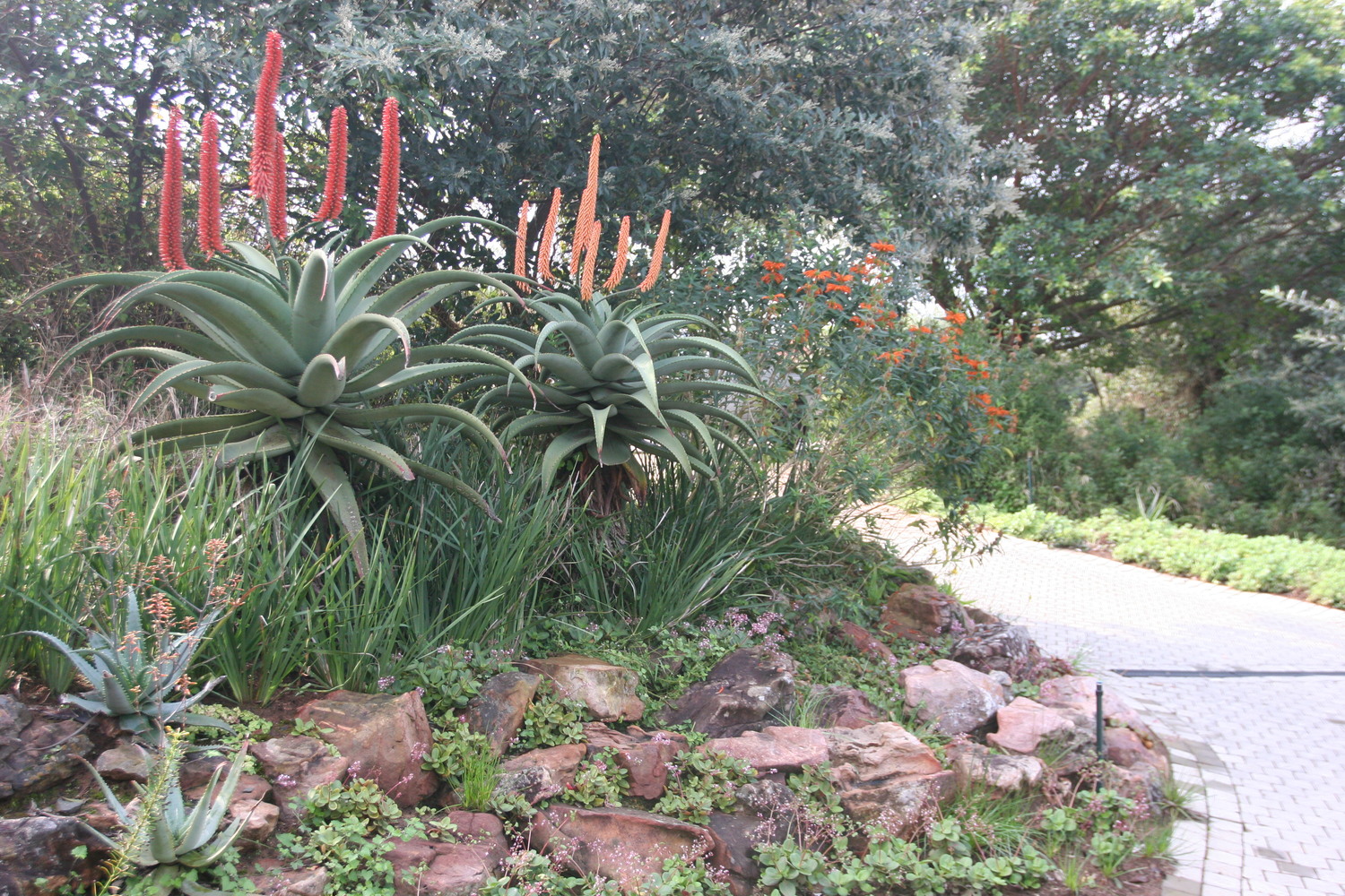CREATING A SUCCULENT ROCK GARDEN — Eco Balance Landscaping Ballito