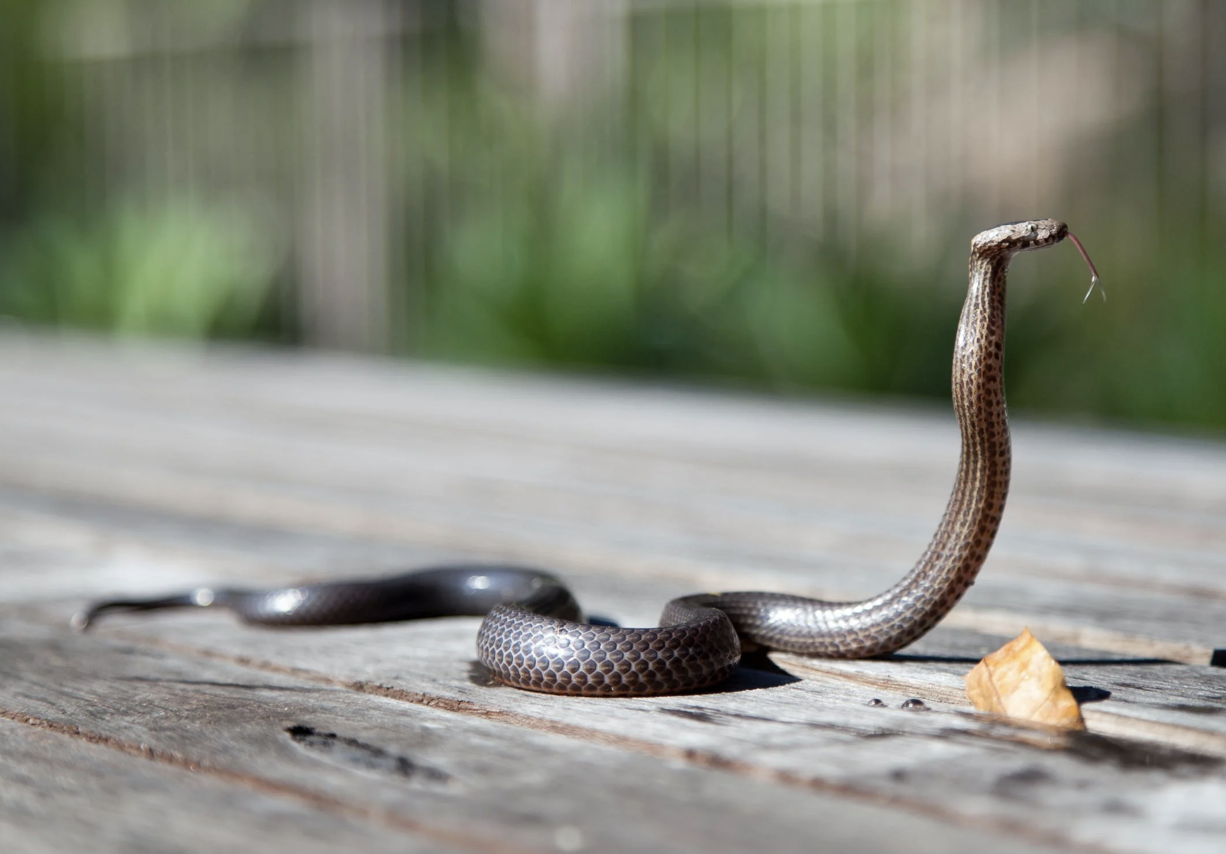 Snake.png