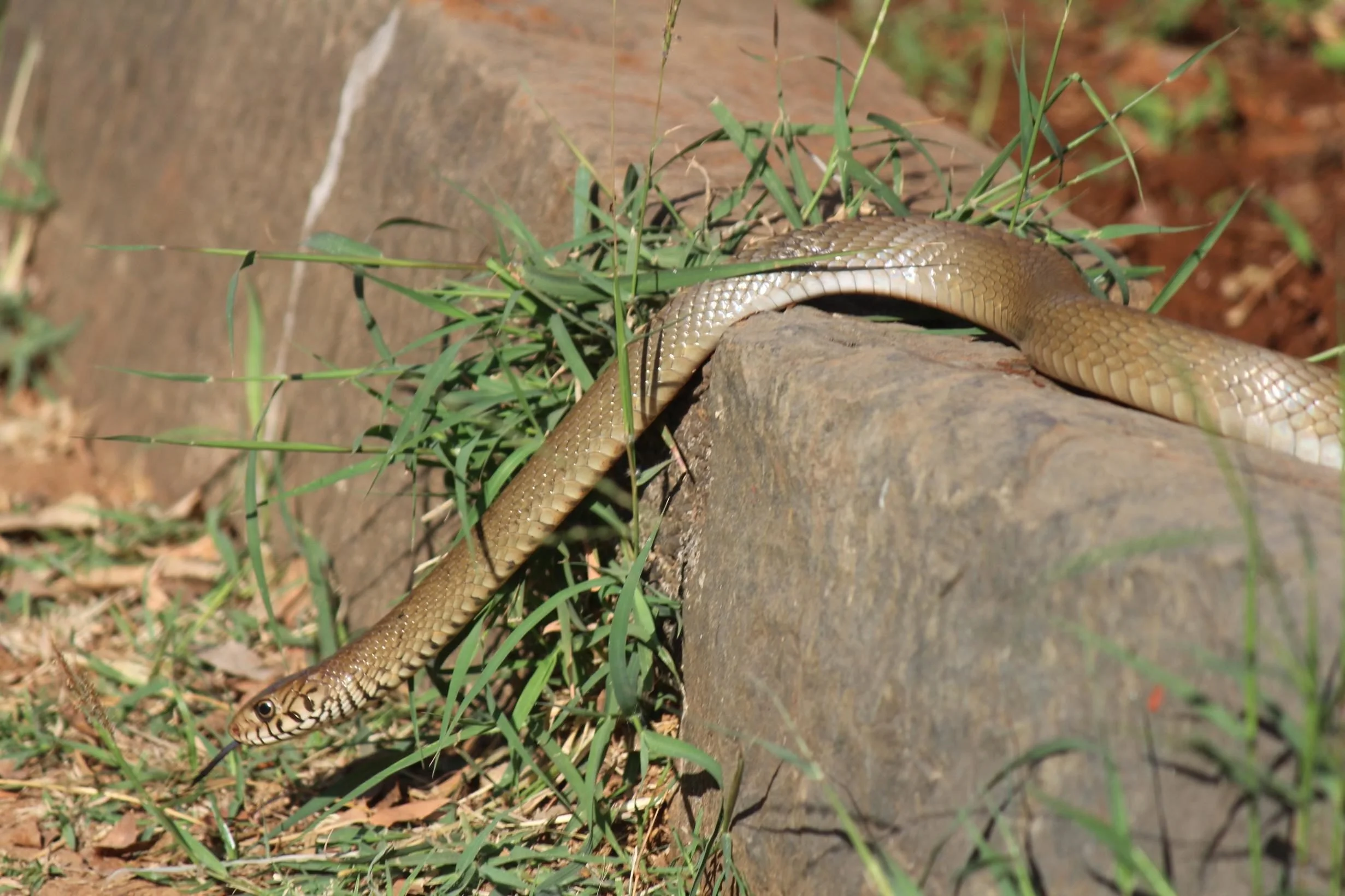 How to keep snakes away from your home — Eco Balance Landscaping
