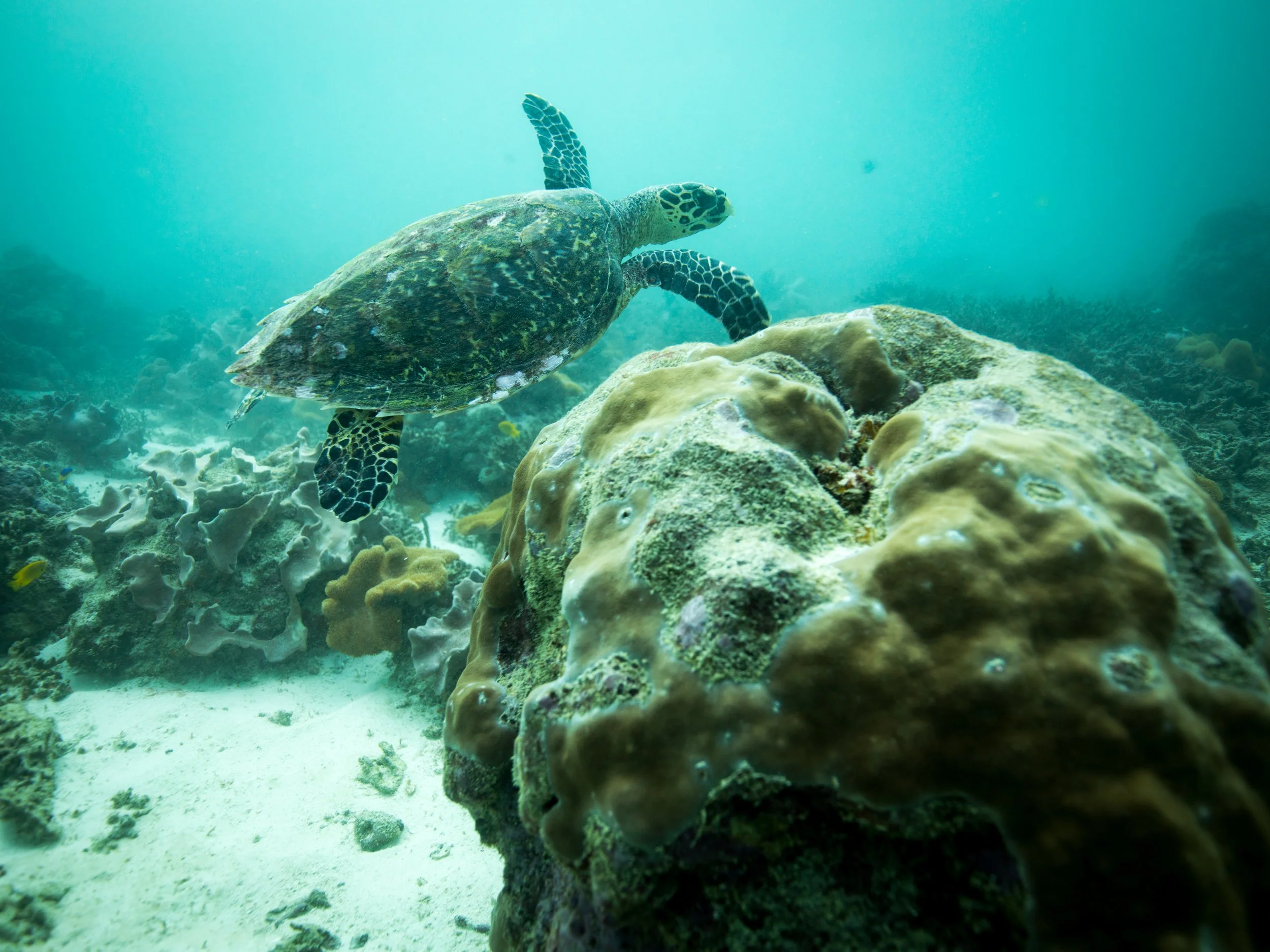 A sea turtle swimming near coral reefs underwater.