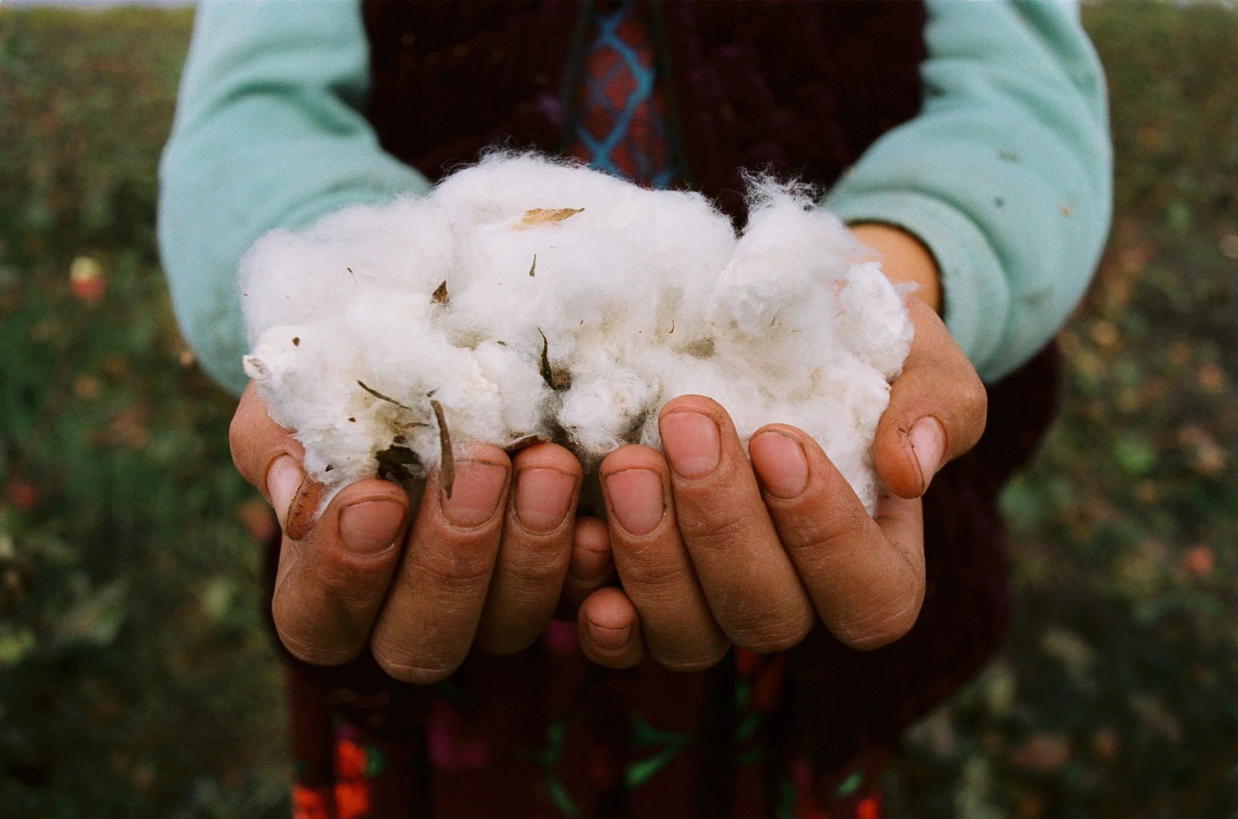 Person holding a cotton boll with white, fluffy cotton fibers and small brown seeds.