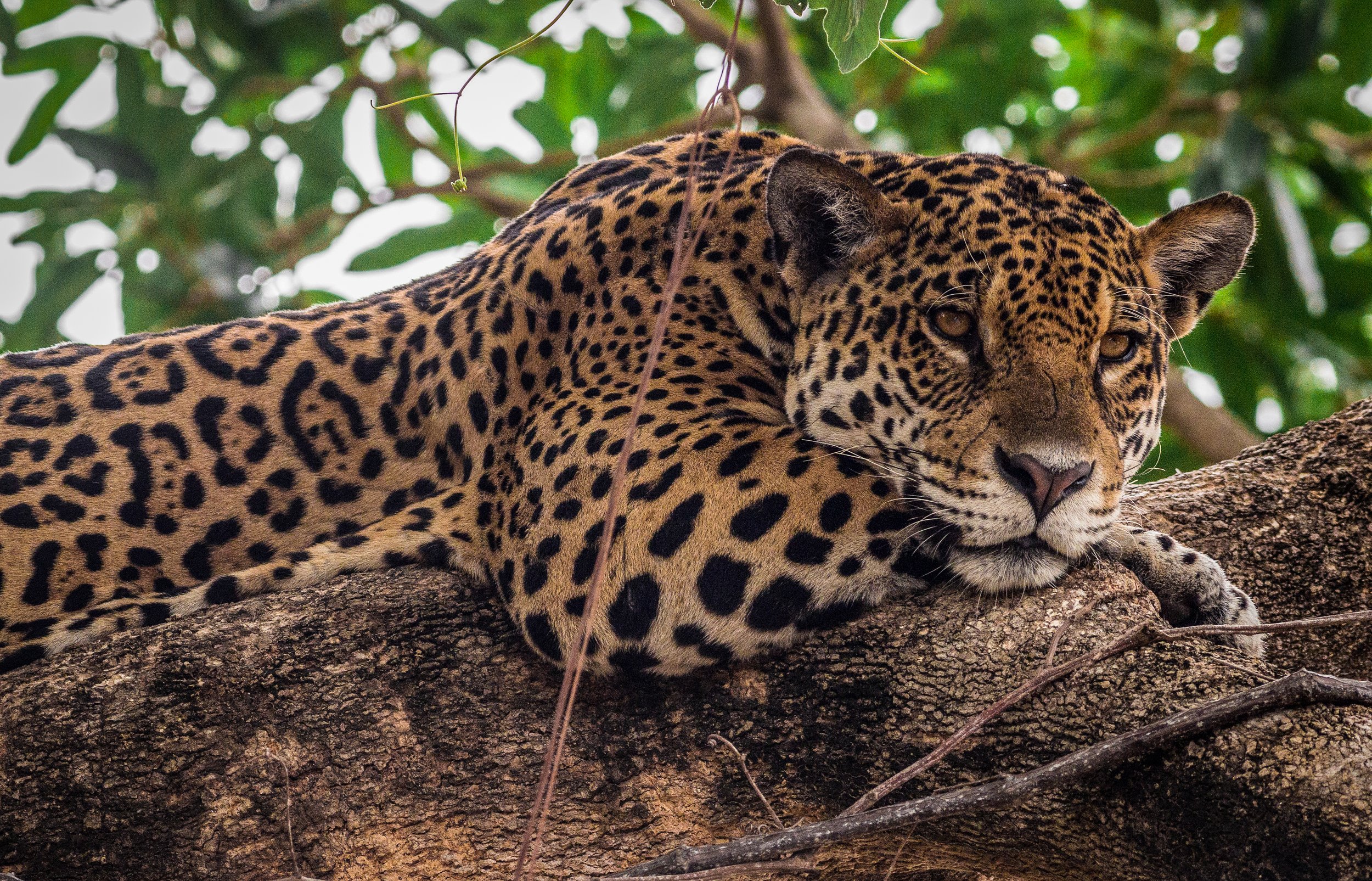A leopard resting on a tree branch with a background of green leaves.