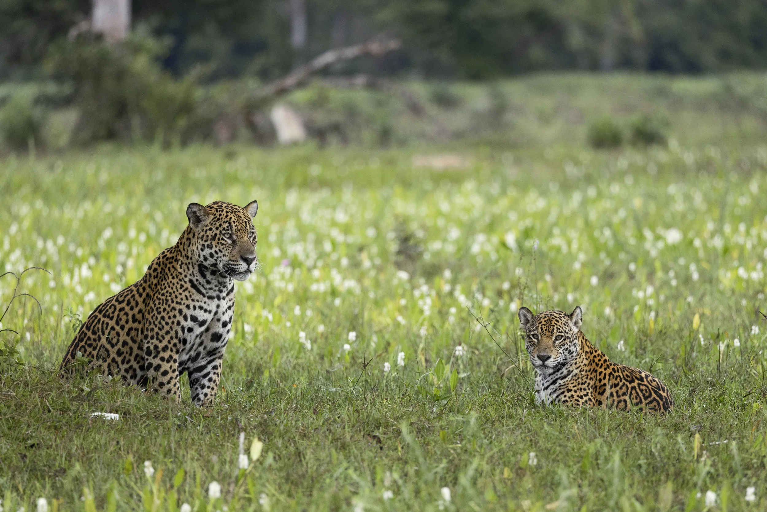 Two jaguars lying in a grassy field with trees in the background, one adult and one cub.