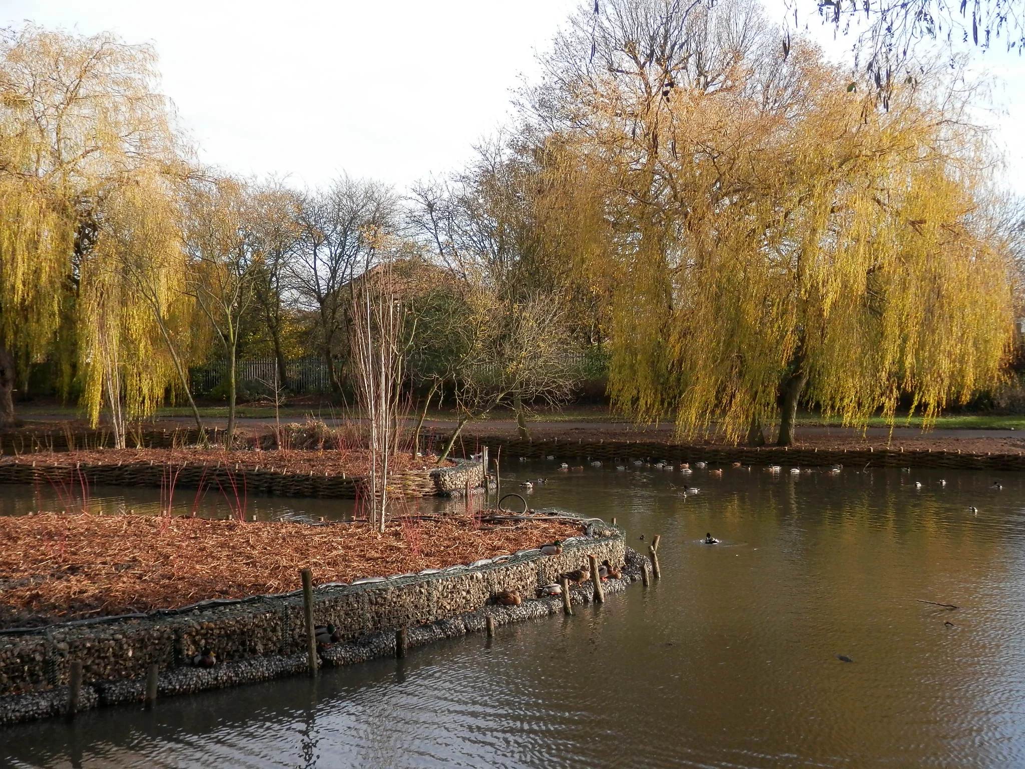 Baylis Park Pond