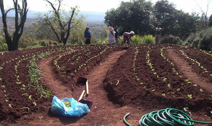 After a year's fundraising, tools arrived, including 70,000 litres of water tanks to harvest and store water from the school roofs. And so the women set about transforming the school plot.