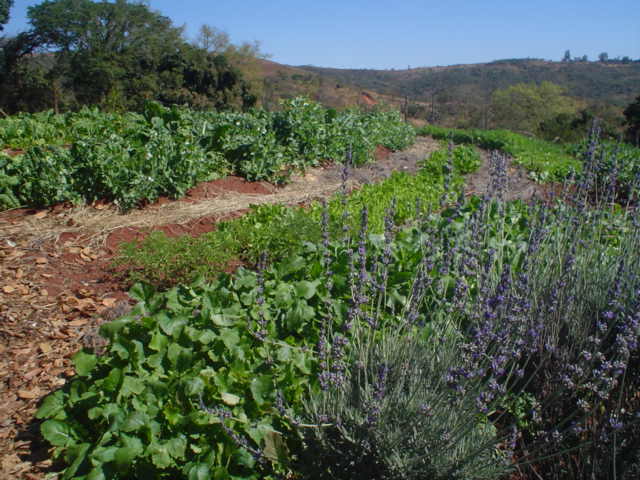 Food from the garden now supplements the school feeding scheme...