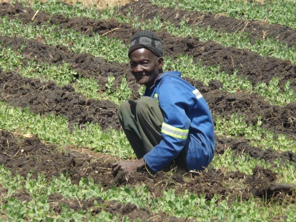 Rotation with legumes is essential for soil fertility. This sugar snap crop also founds a very profitable market.