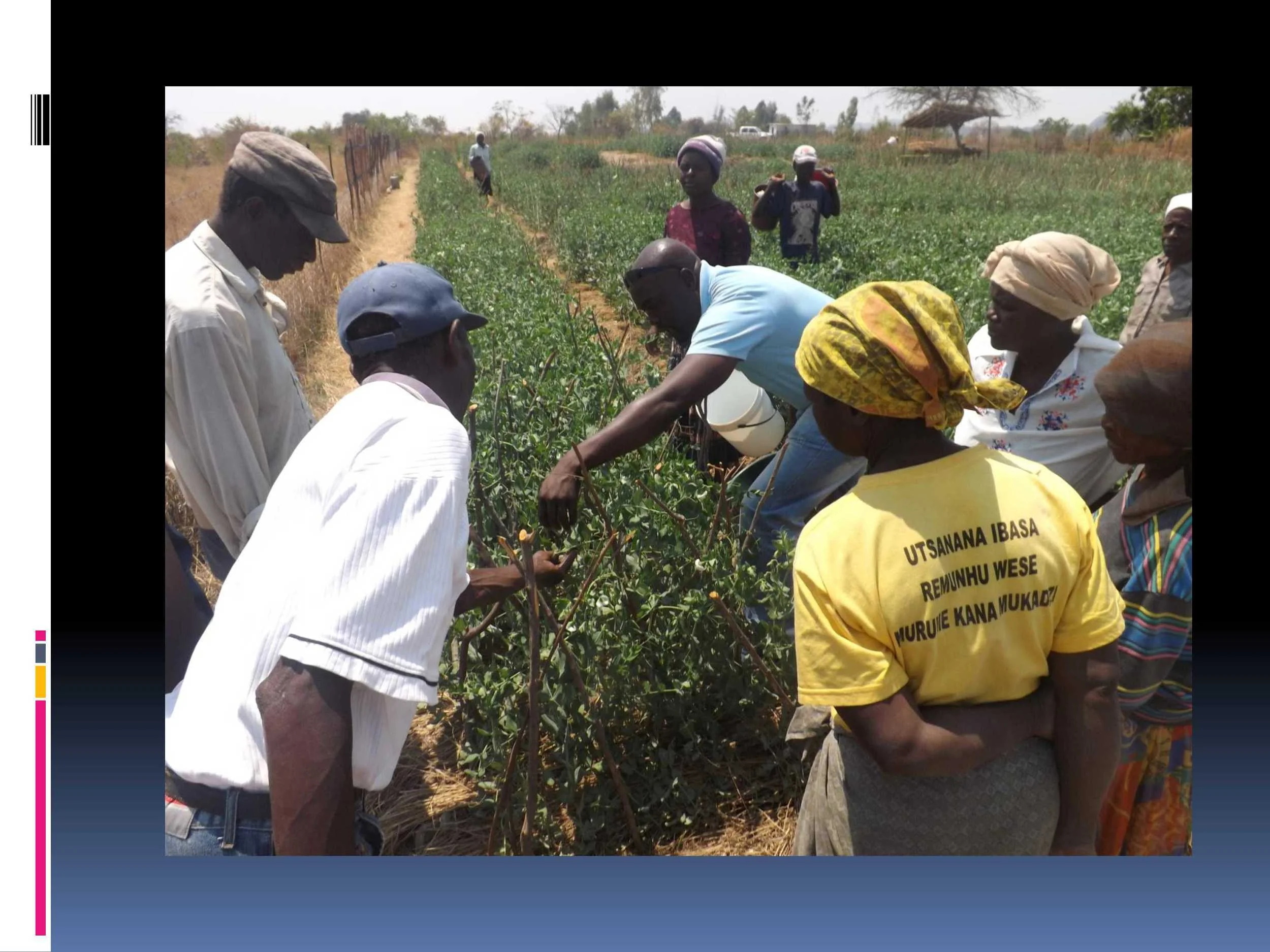 With help to improve their consistency, quality and packing ….