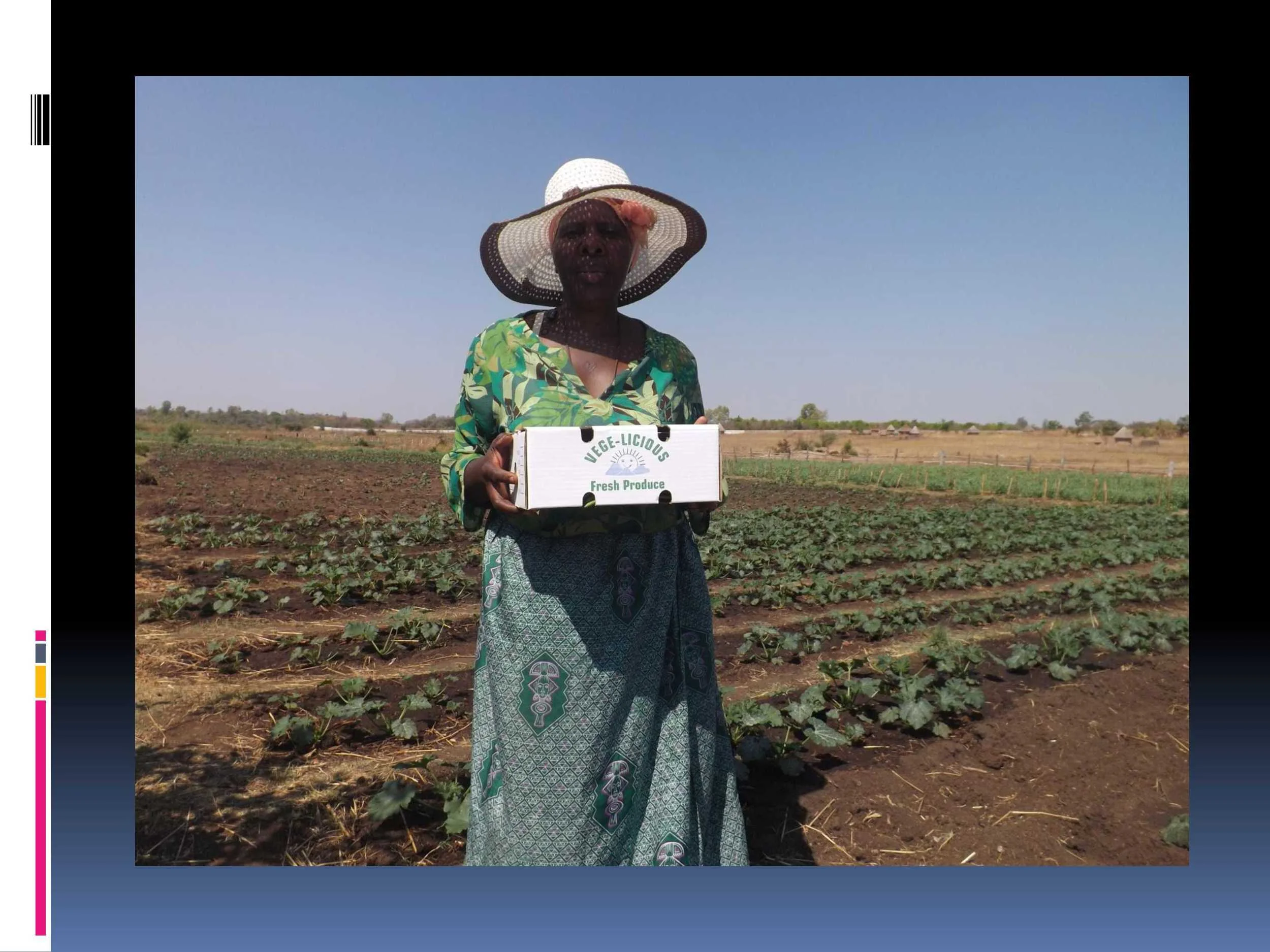 …. these sugar snaps were exported to the UK, Holland and South Africa (what a turnaround!) – and with this courgette crop already on its way, there’s ongoing income and food security. 