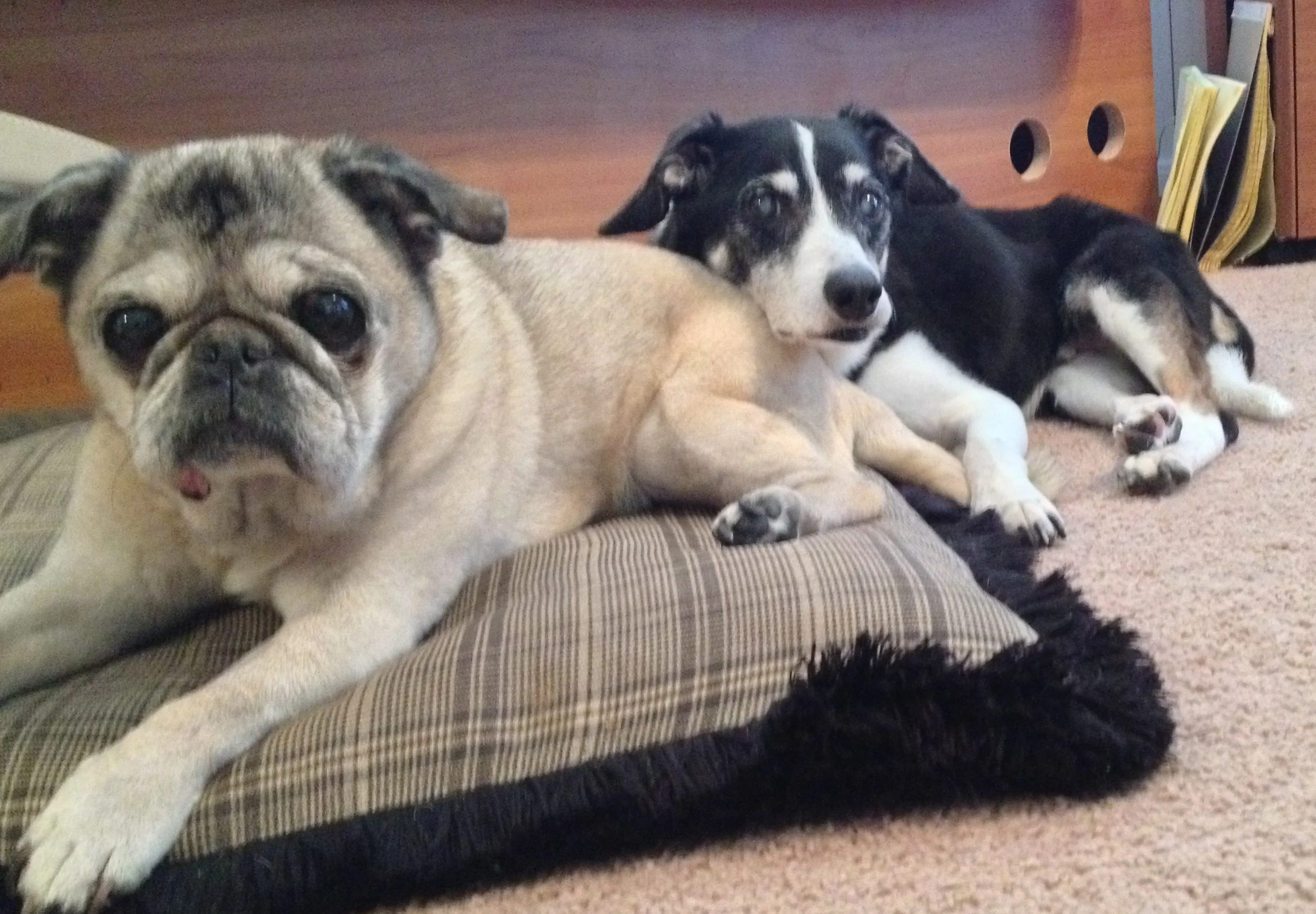 My Dogs