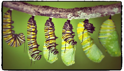 caterpillar cocooning away for his bucket list life to begin_2.jpg