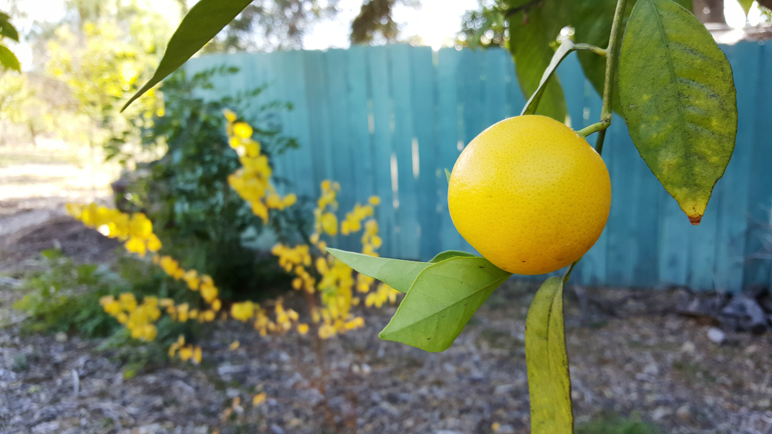 Orange grove of the Pepper Tree Retreat Center in Ojai, CA