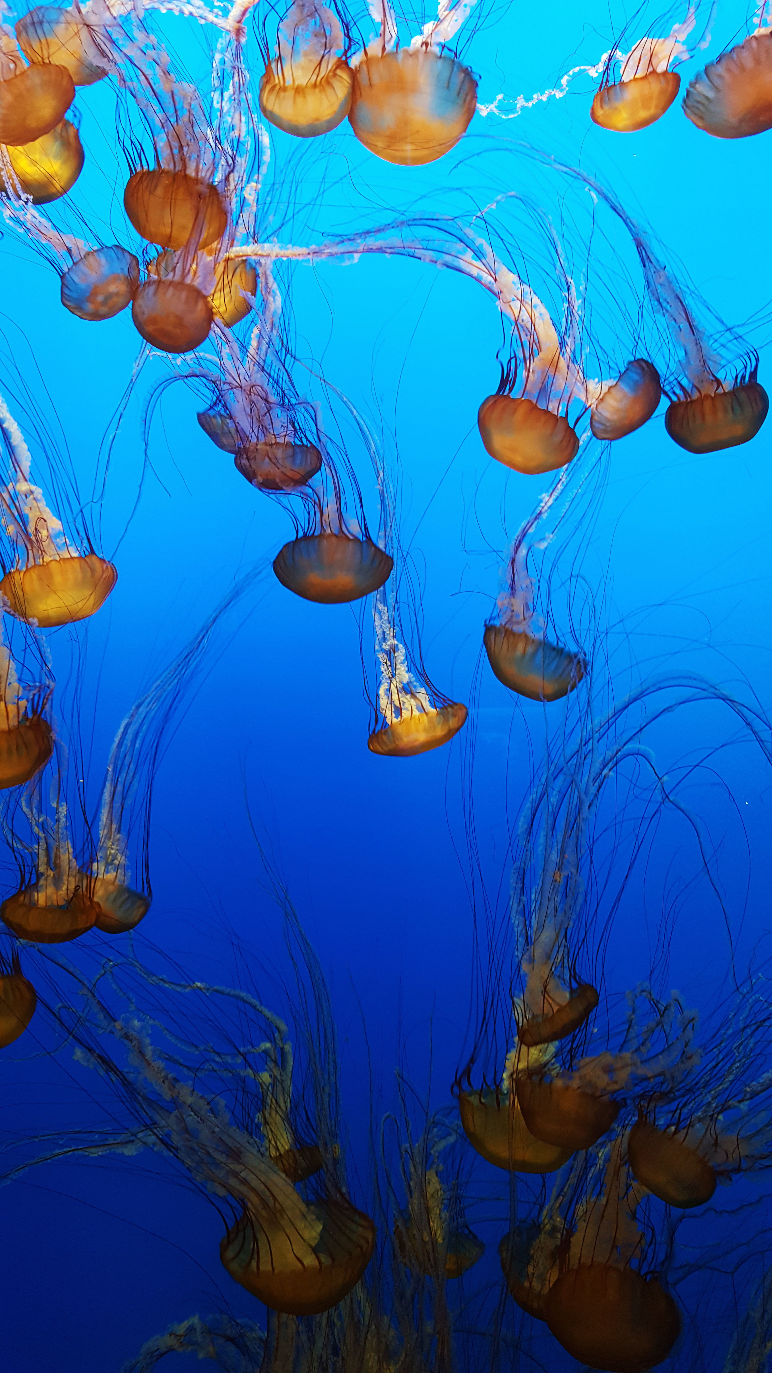 Jellyfish exhibit in the Monterey Bay Aquarium in Monterey, CA