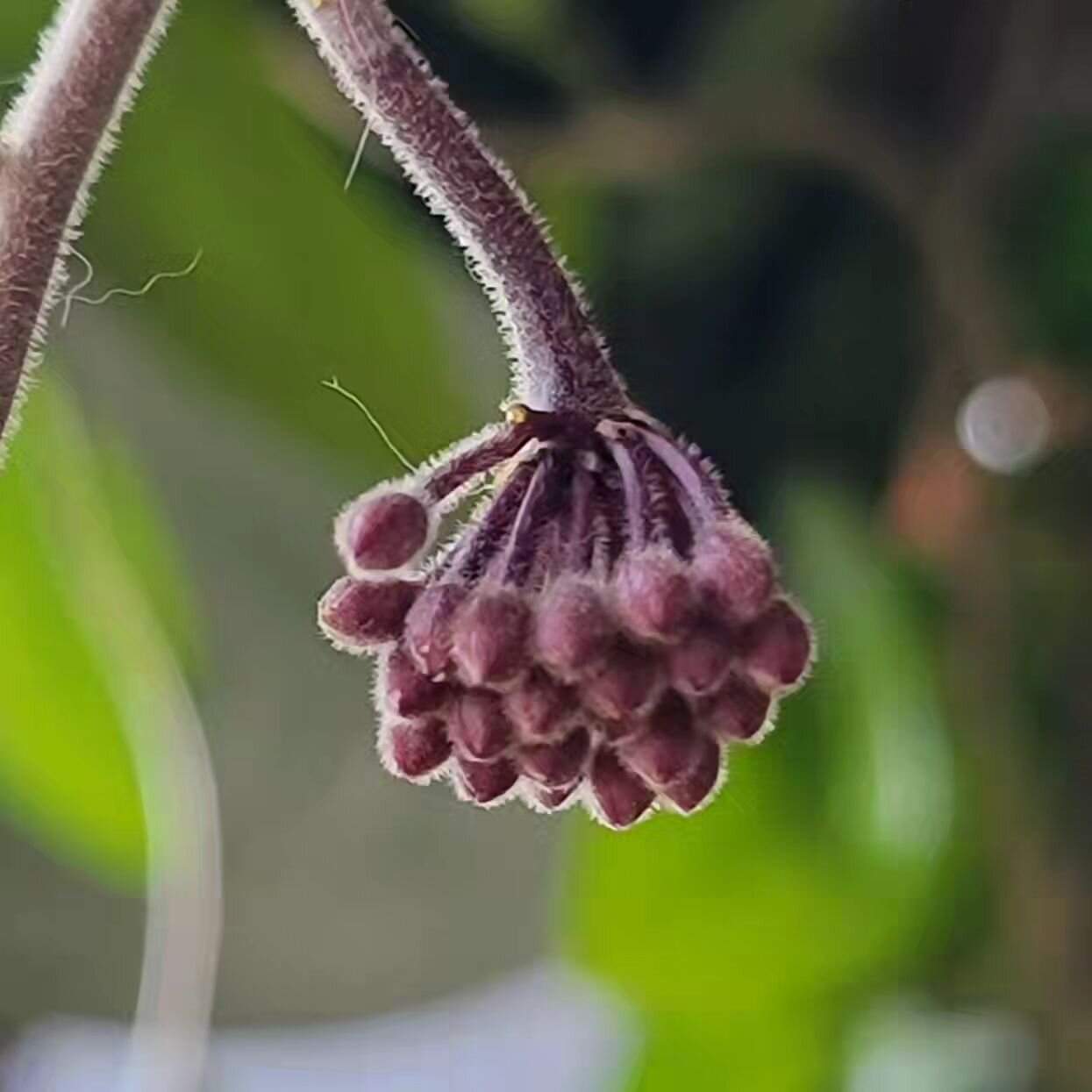 We, too, experience life and death, blooming and withering, growth and shedding, a full cycle of coming right back to ourselves and doing it all again, year after year. What a gift, even when it's too difficult sometimes.

Photos featuring different 