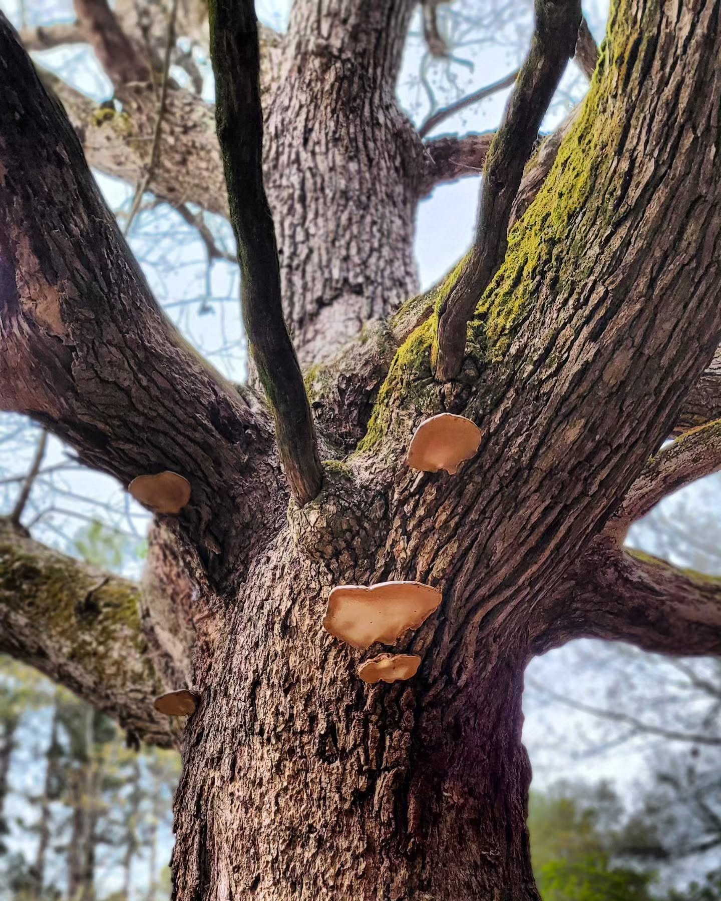 "I go to nature to be soothed and healed, and to have my senses put in order." – John Burroughs 🪻🍄🌳🌱