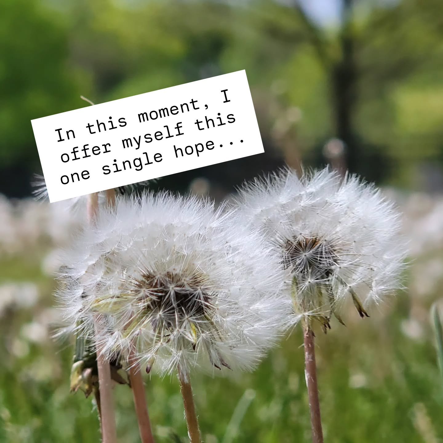 ✨️ Midweek Reflection Q comin' in all fluffy.
In this moment, I offer myself this one single hope...
Let your answer be carried off in the wind... collective hope flying far and wide. 🤍