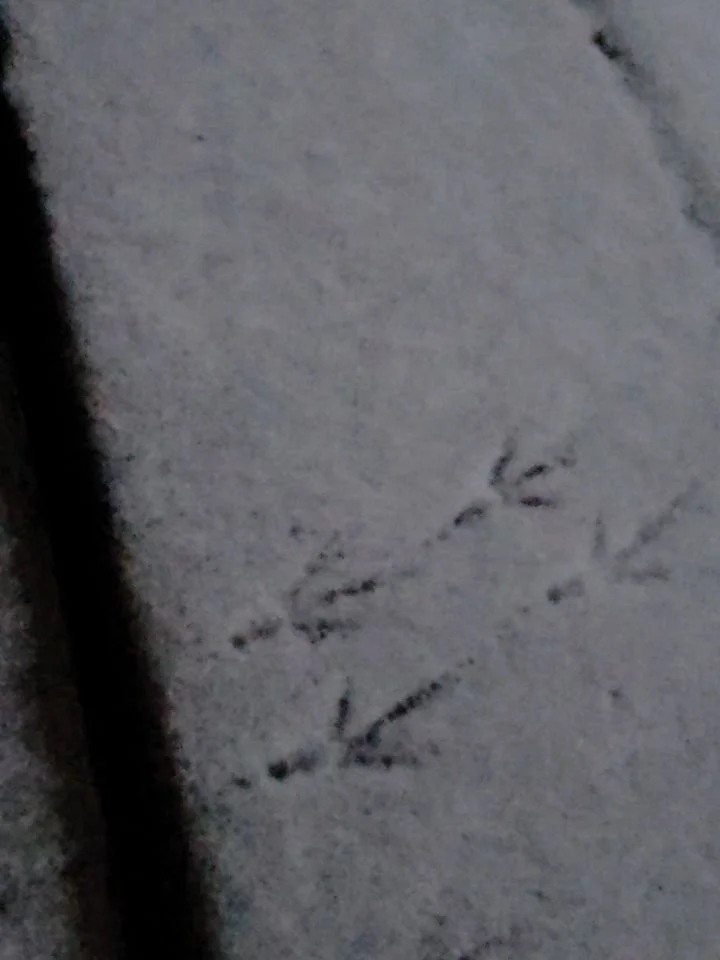 Lately. 😍 Early December version.