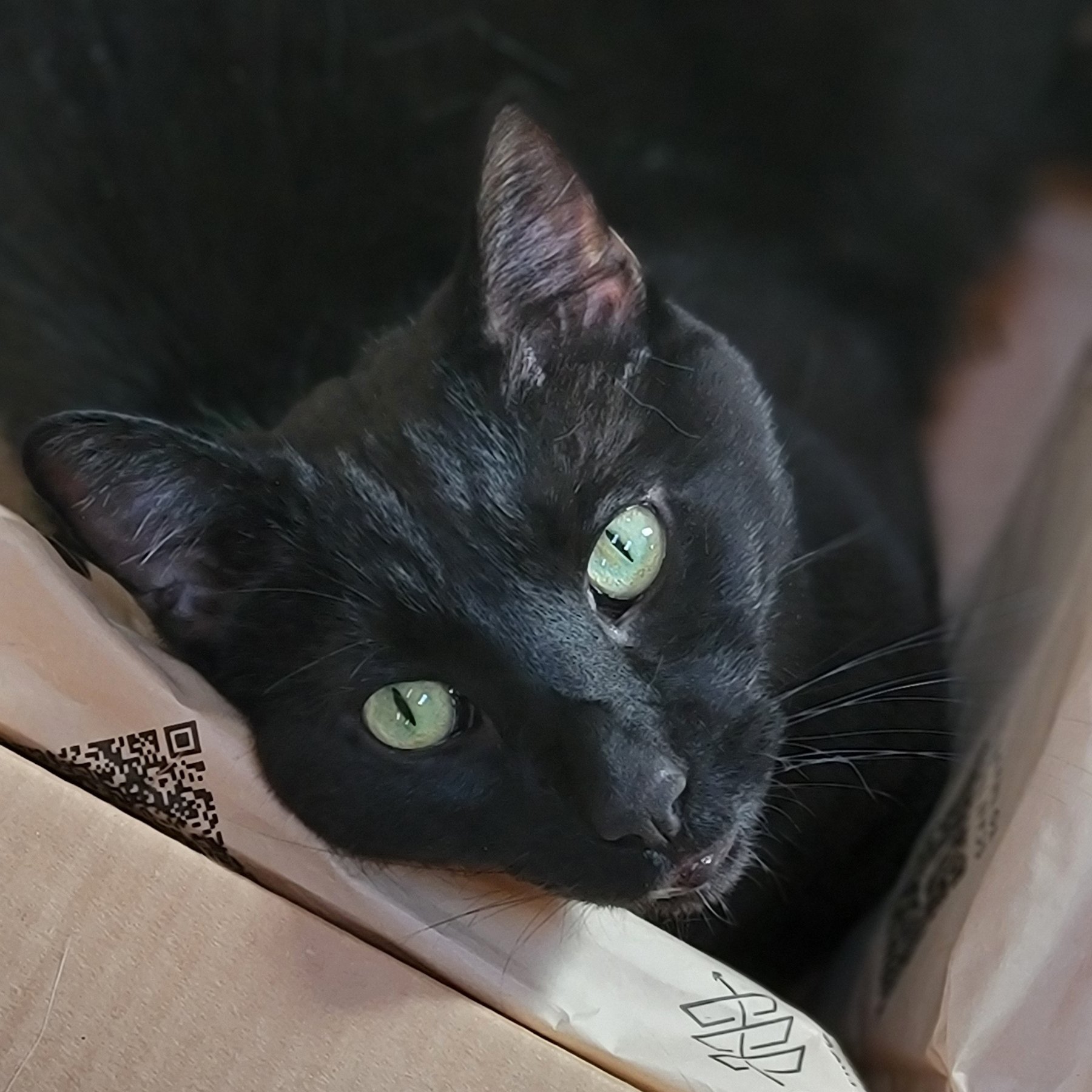 Head First or Hibernate?