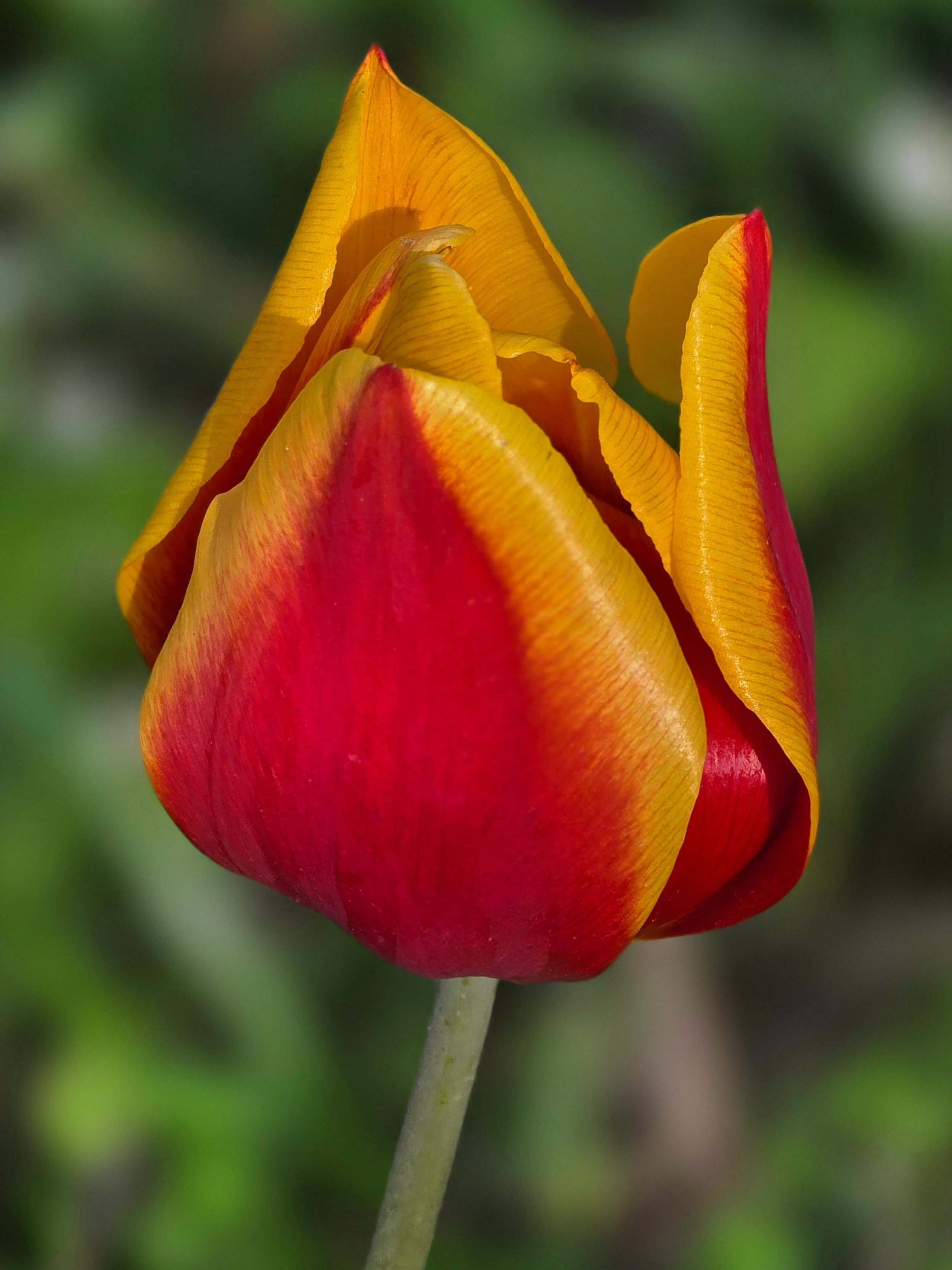 🌷Spring 🌱

A newness
that's soft
unfurling
bright &amp; tinted
colors we haven't seen
in months.
There's a welcome
parade of ants
rainclouds
geese &amp; crane
all for us
because we
get to witness.