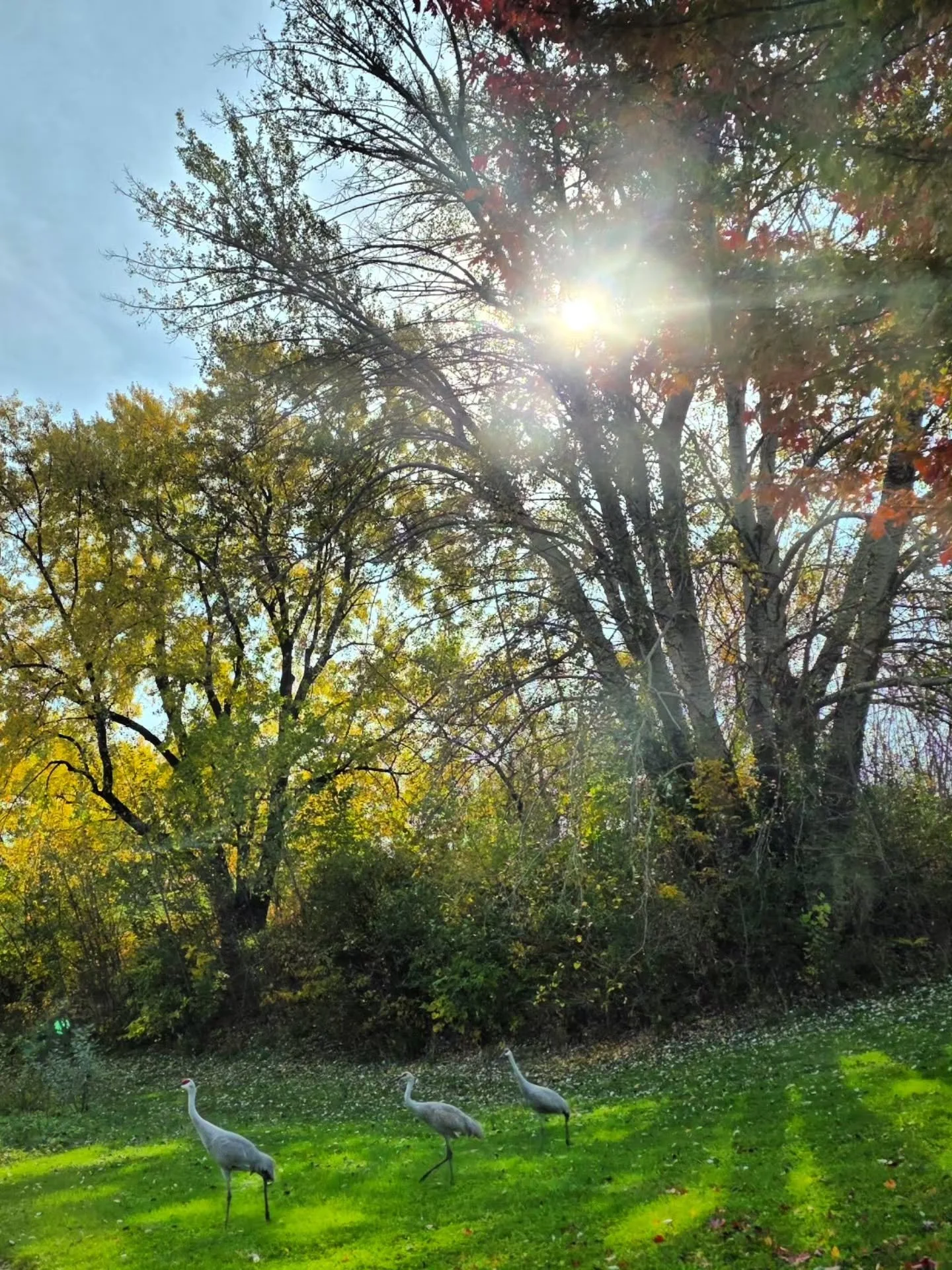 You're right @thewiscoadventurer , fall is definitely a vibe. 😍 Especially recently!