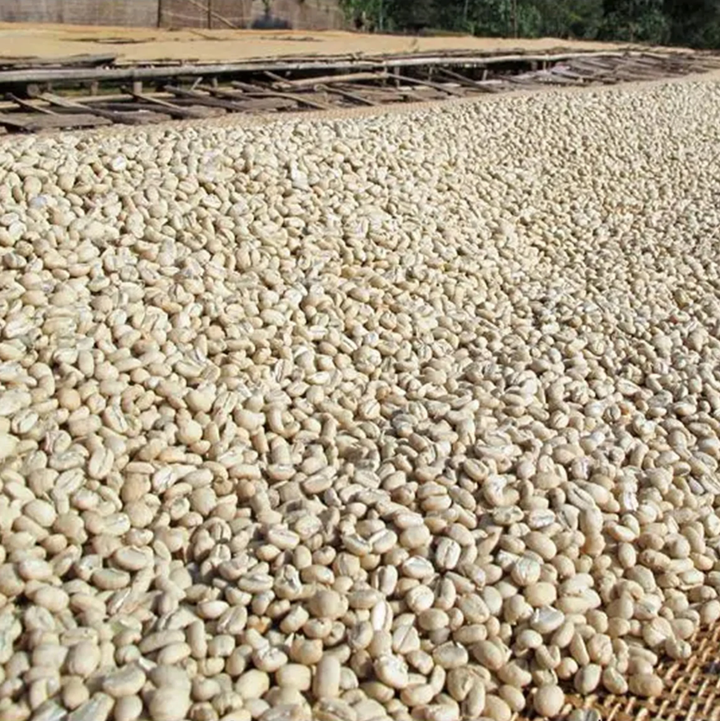 671f3ddbc03baea909e4c6ae_Drying coffee.jpg
