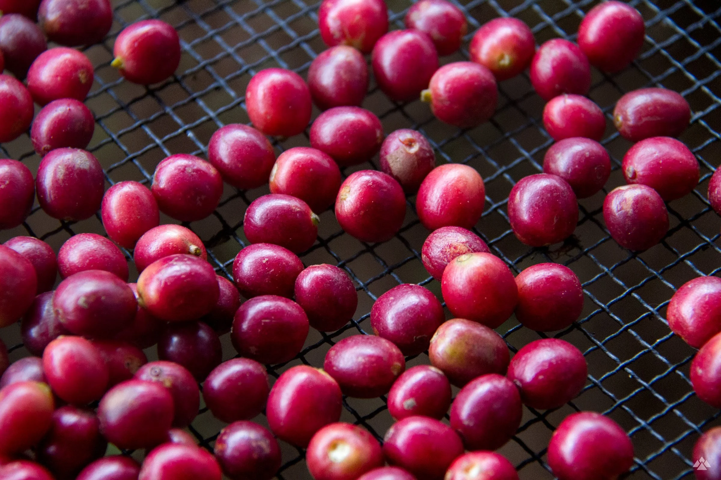 Shyira 2018 IMG_6746.jpg