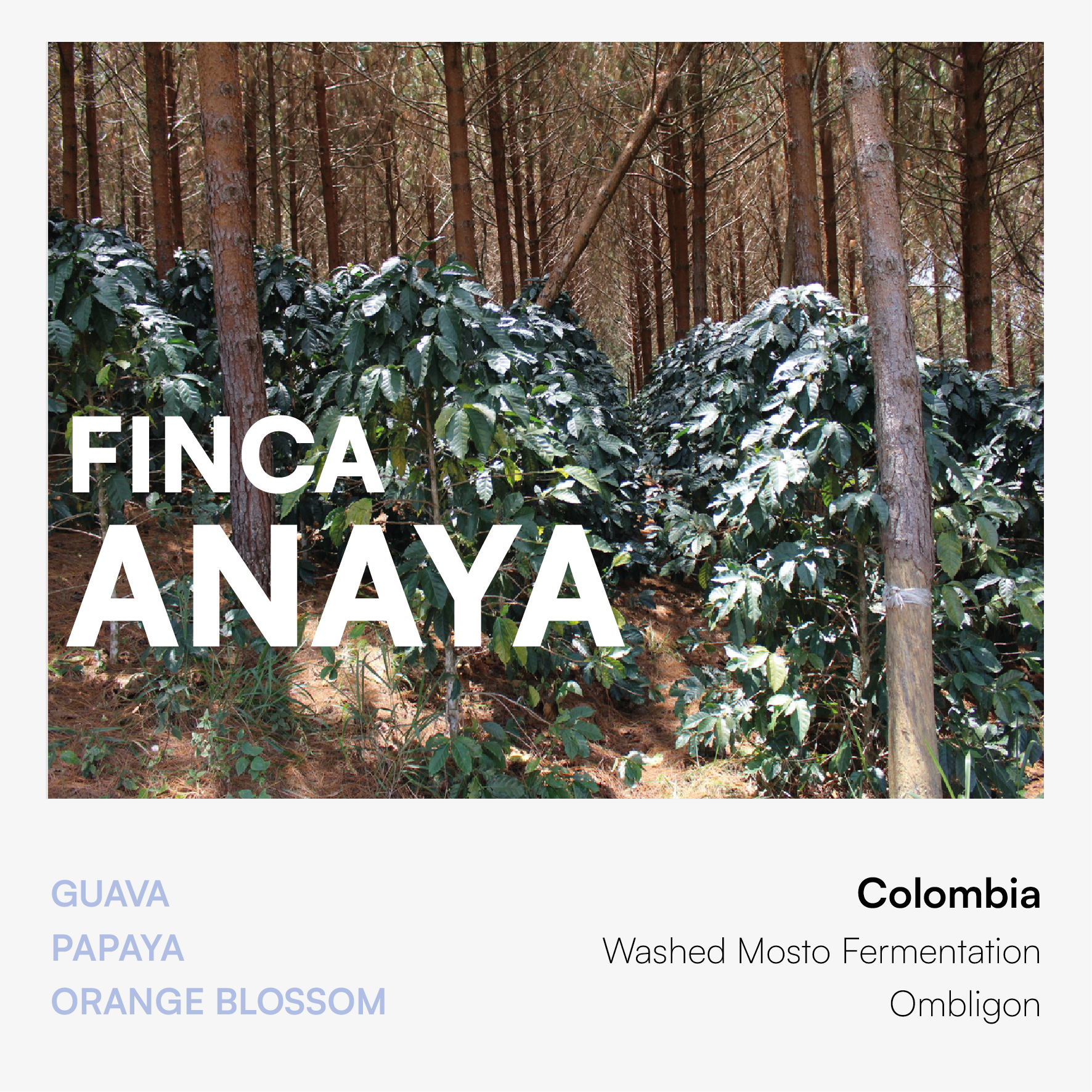 FINCA ANAYA