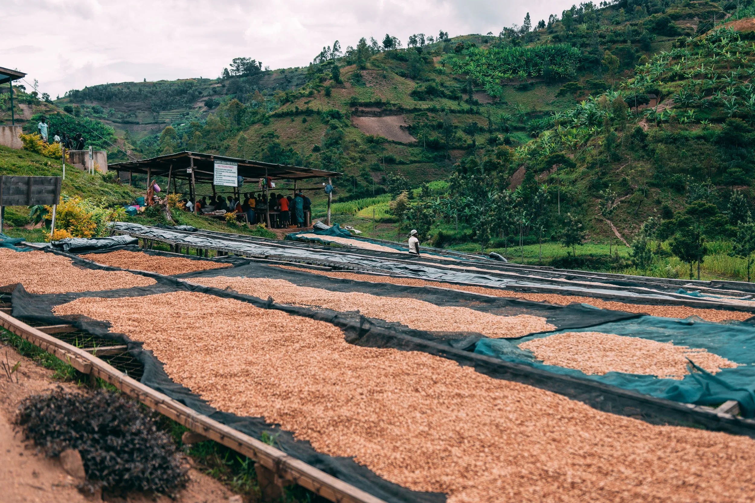 Kilimbi © Aidan Campbell 65.jpg