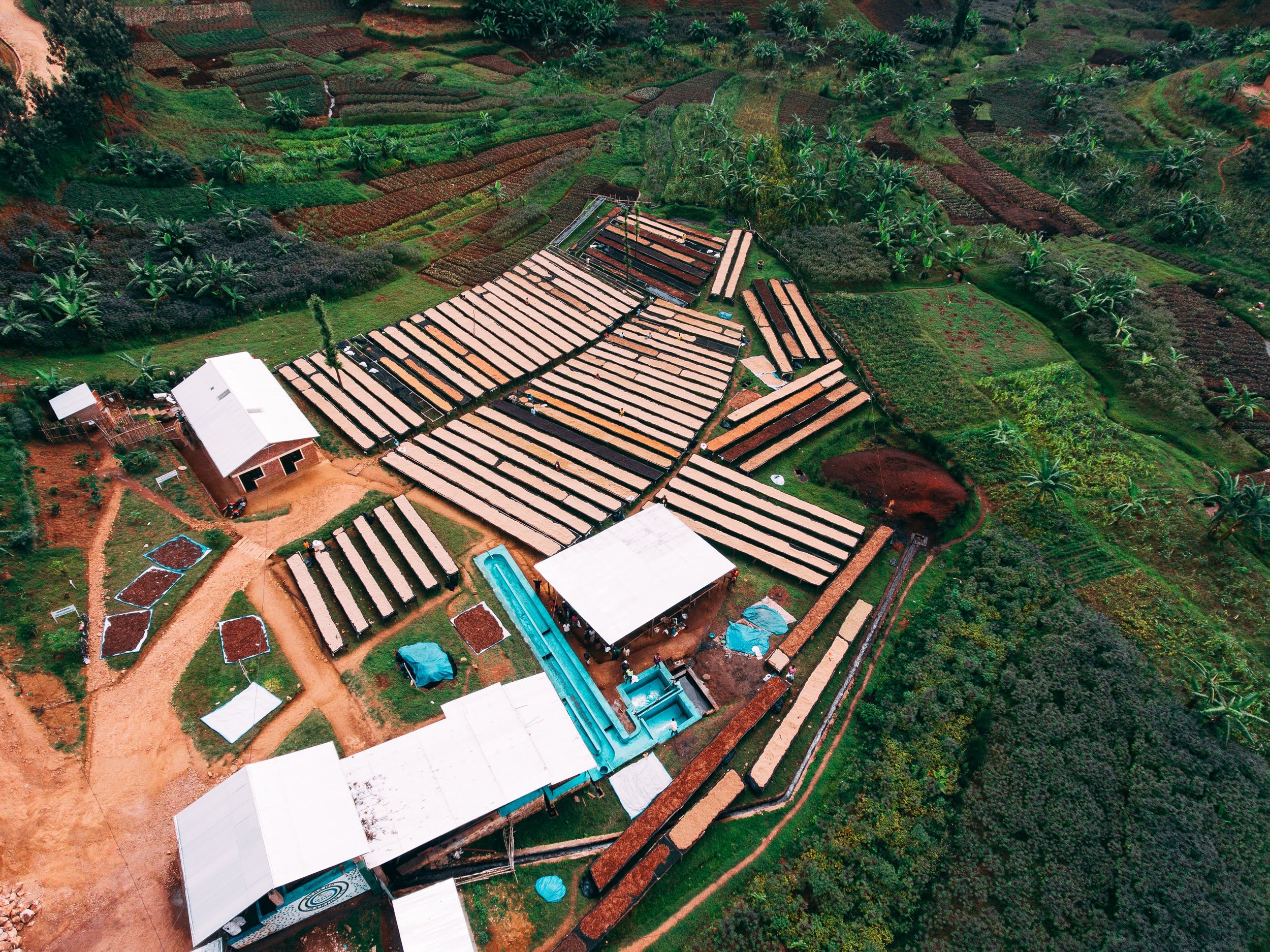 Rugali © Aidan Campbell 91.jpg