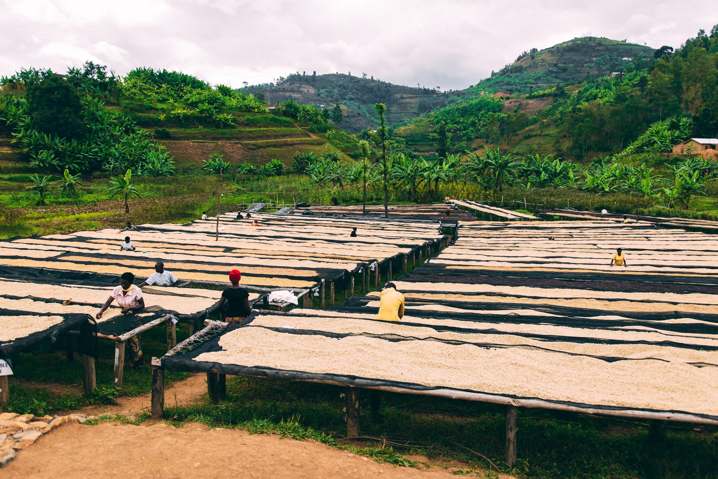 Rugali © Aidan Campbell 22.jpg