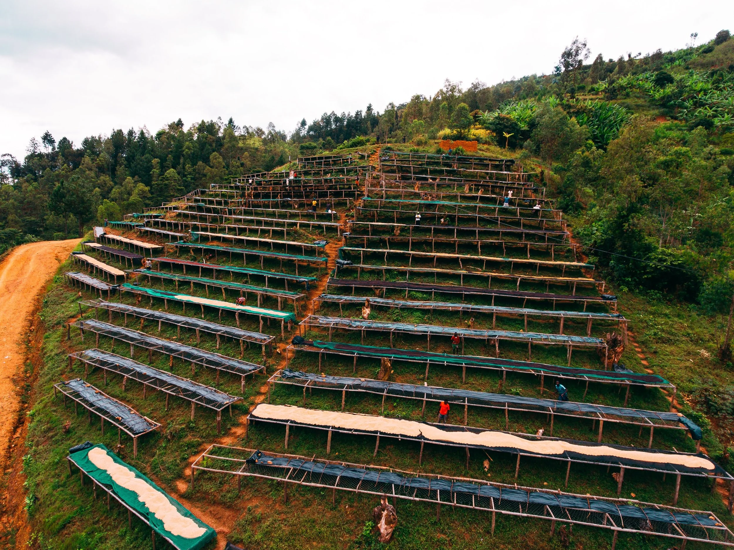 Kilimbi © Aidan Campbell 118.jpg