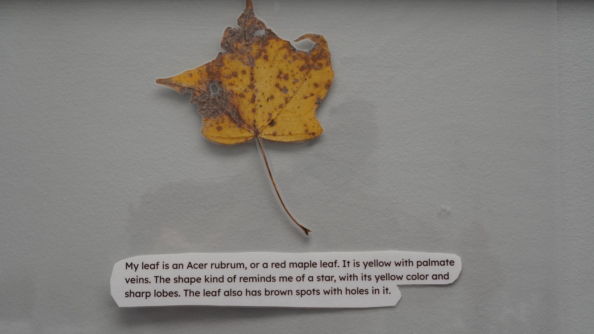 leaf project 3.JPG