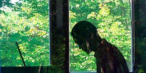 Will for the woods. 