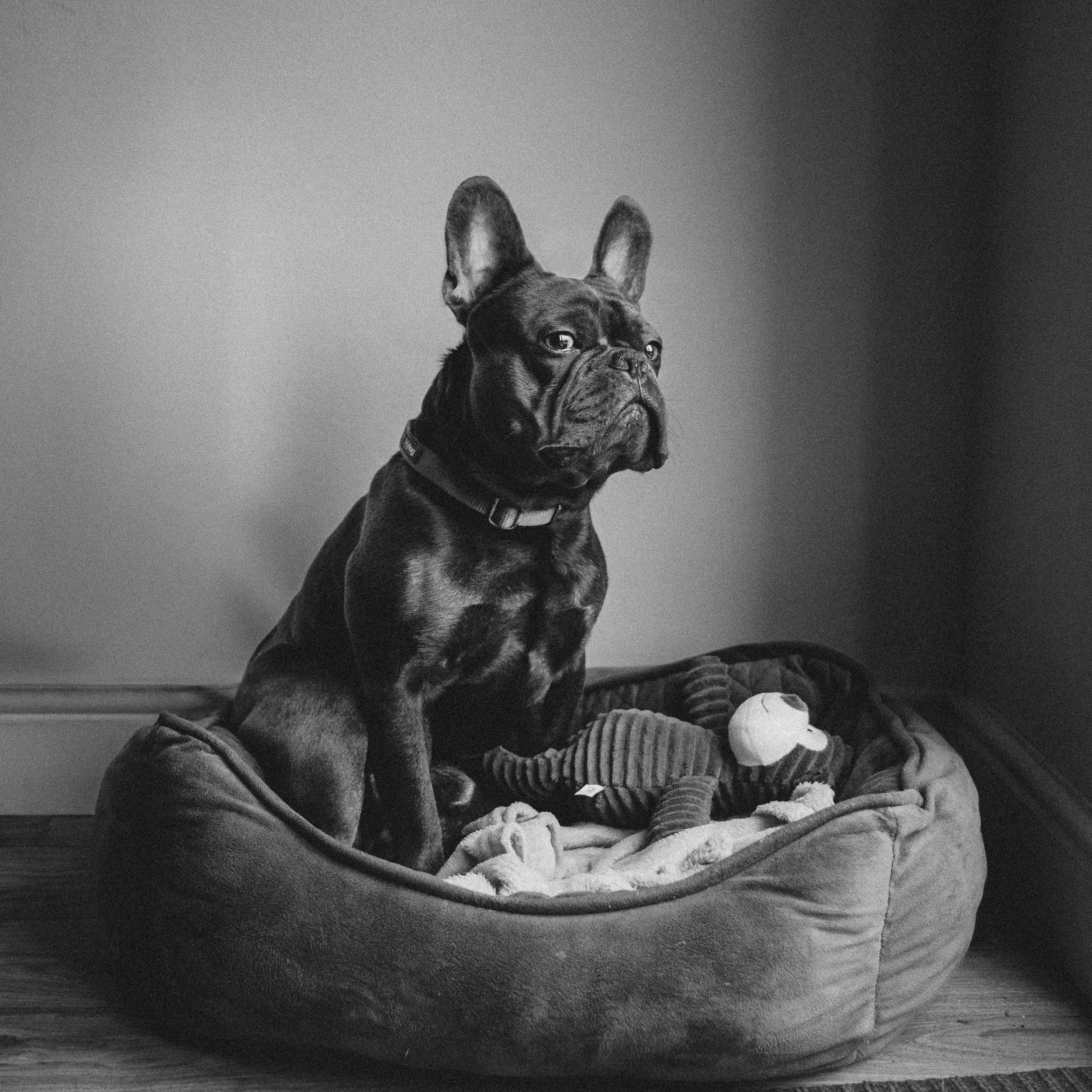Frenchie Blue.jpg