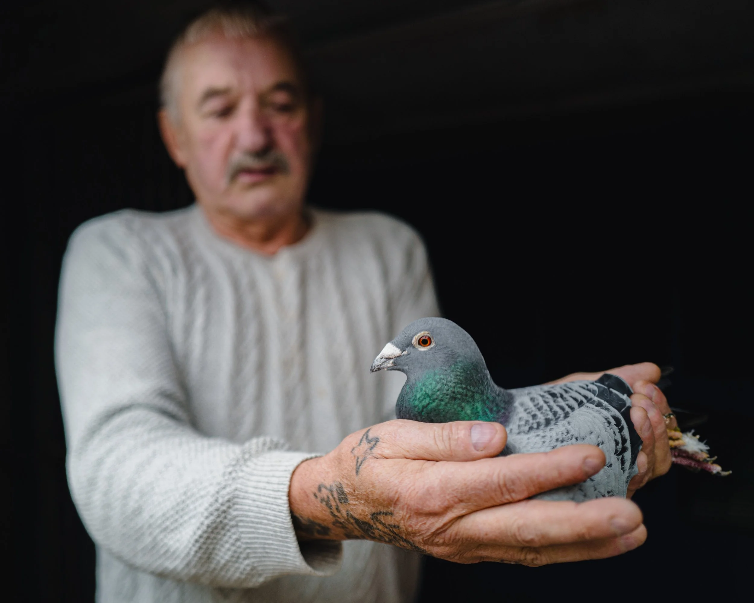 WORK_STORY_Pigeon_November 2022-1040896-Edit.jpg