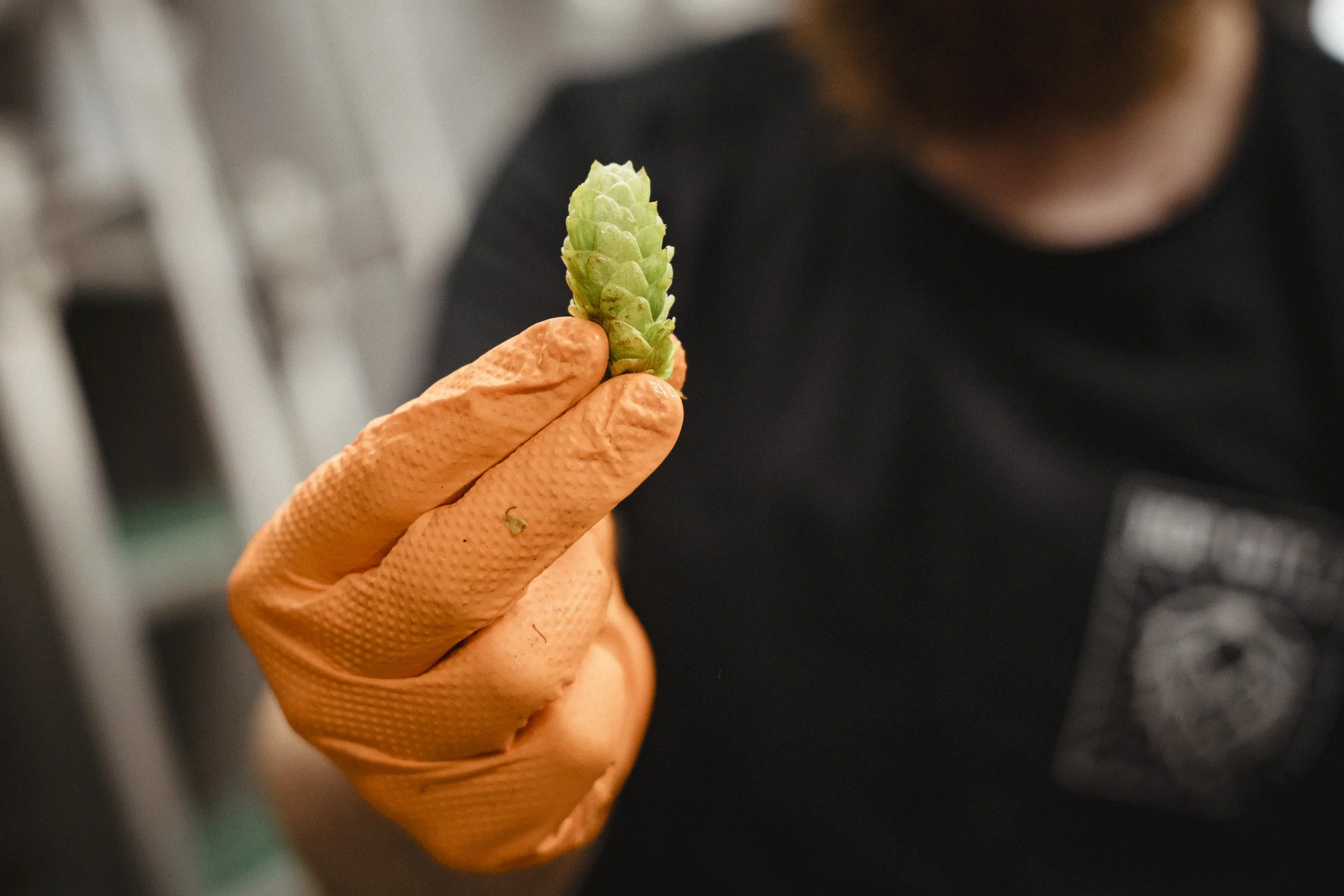 WORK_Harewood Hops_September 2025_Northern Monk-0941Web 4000.jpg