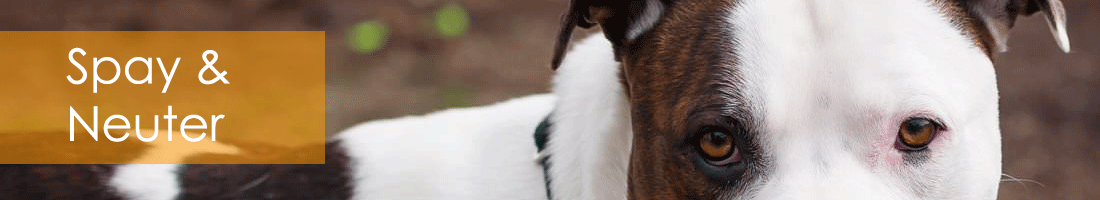 spayheader.gif