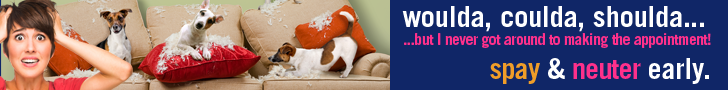 Couch_Attack_Web2.png