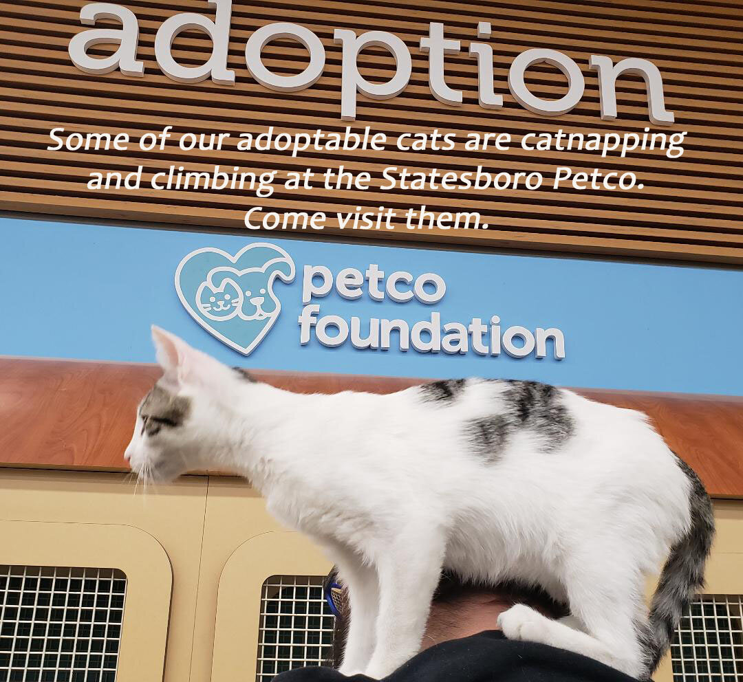 petco cat adoptions near me