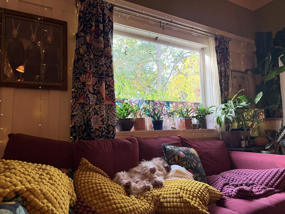 Bryn's workspace, with plants on a sunny windowsill