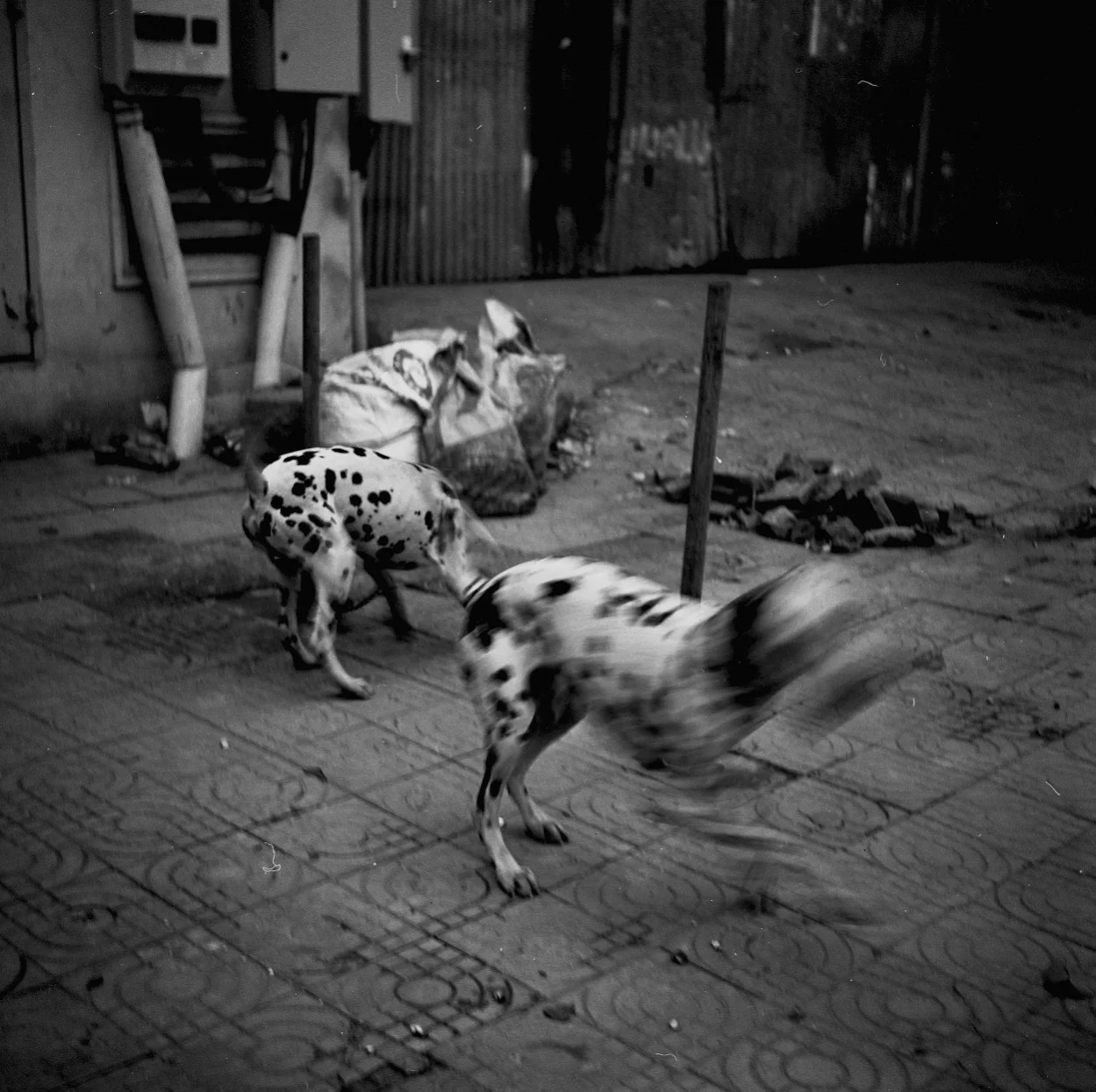 dogs.jpg