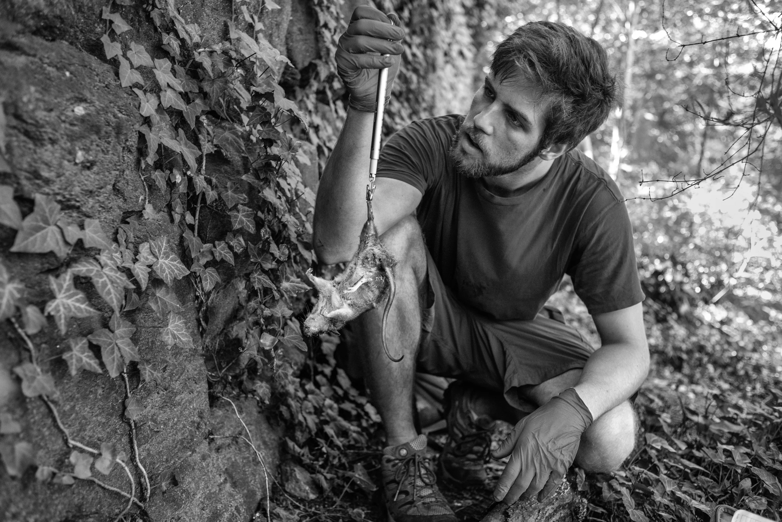  Matt Combs weighs a caught rat. &nbsp;The weight of the rat has no bearing on the quality of the sample, but the data is accumulated to help identify samples. Starting in 2013, Jason Munshi-South, an Associate Professor in Department of Biological S