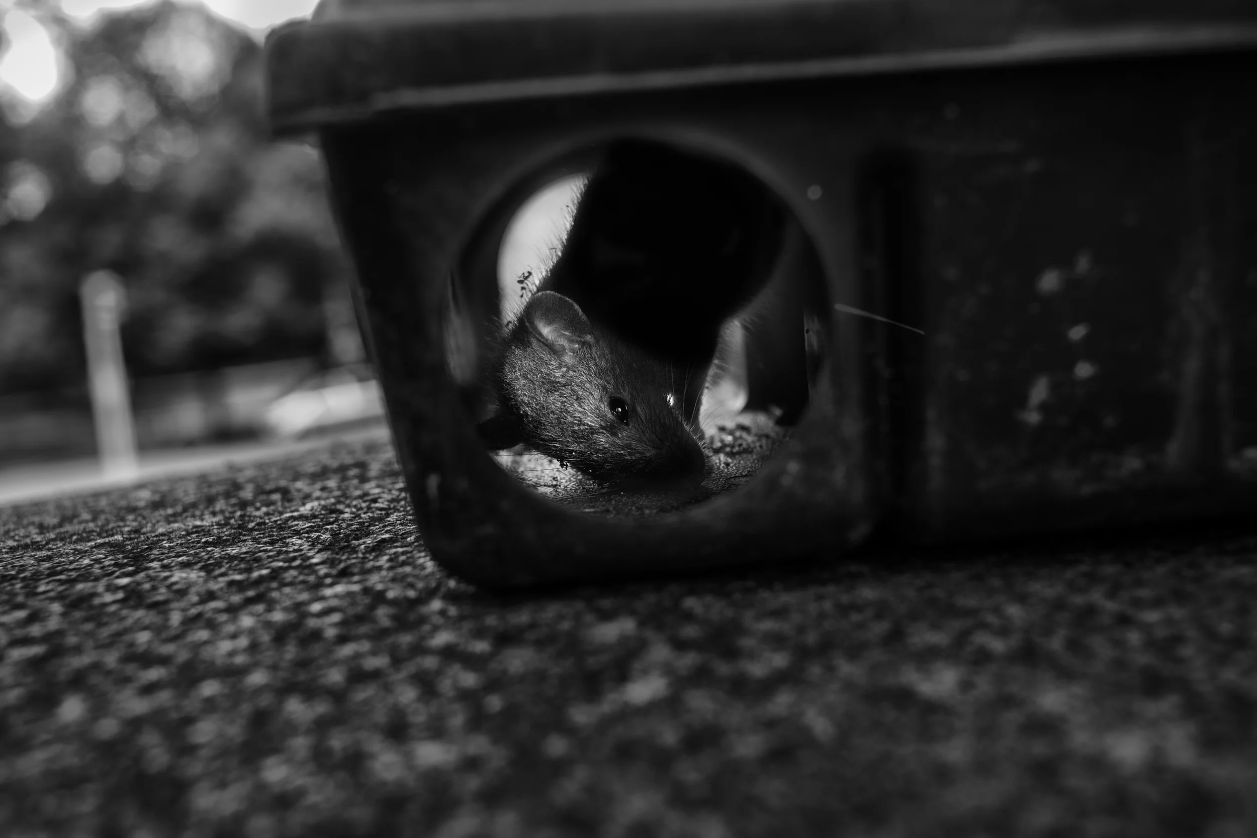  A deceased rat lies inside of the trap after being poisoned with Isothesia, a chloroform-like substance that the trappers use to kill rats that are still alive in the traps. &nbsp;Starting in 2013, Jason Munshi-South, an Associate Professor in Depar
