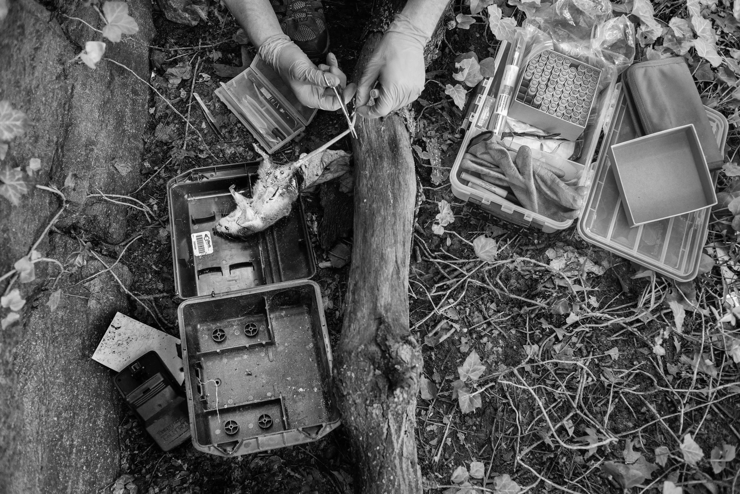  Matt Combs cuts a sample from a trapped rat. &nbsp;The sample can be any body part that contains DNA, but is most often taken from the tail or the foot/toes. &nbsp;If a rat corpse had decayed over the course of the weekend, as traps are not checked 