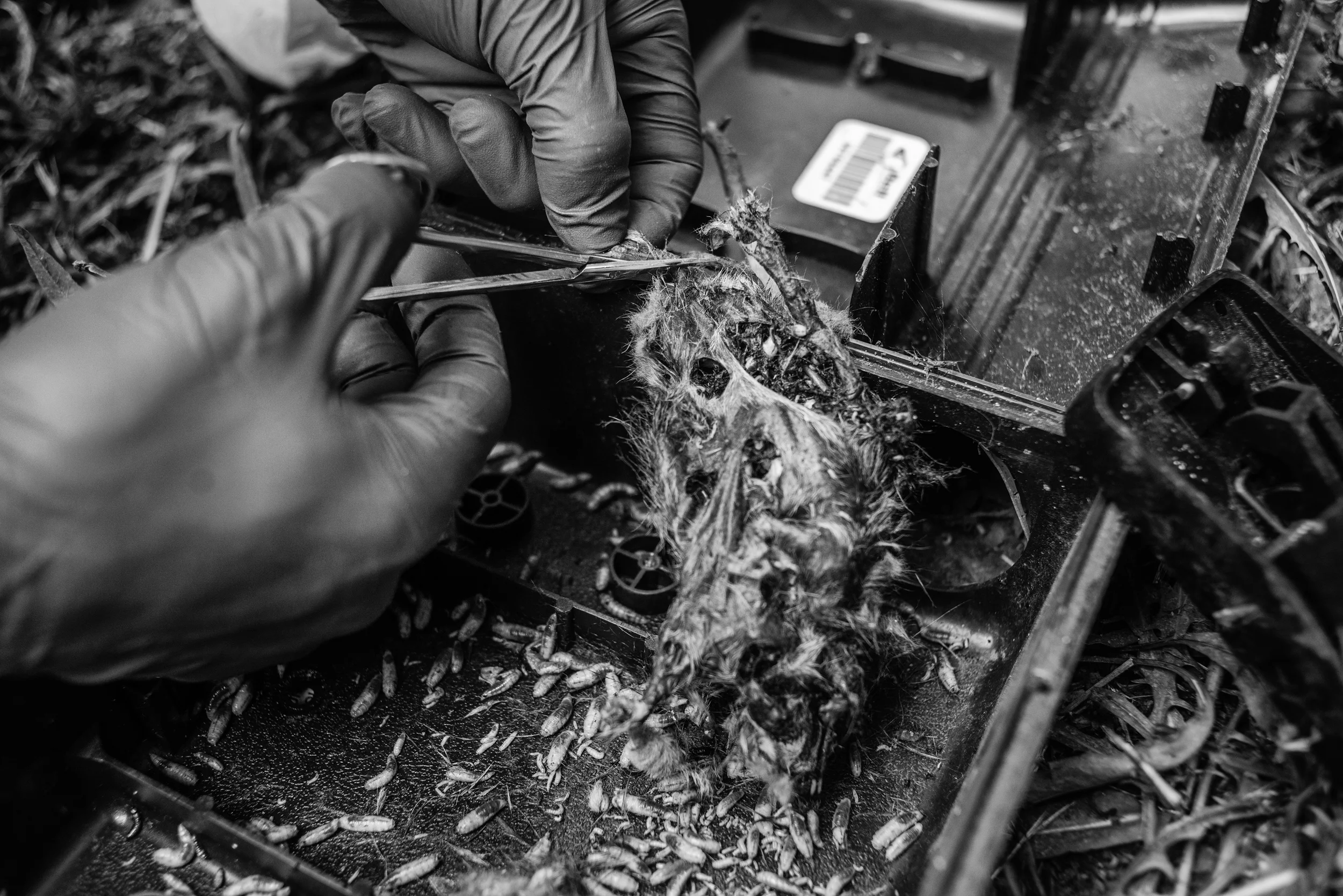 Matt Combs searches and cuts a piece of a usable DNA sample after a rat had decomposed over the weekend. &nbsp;Rats that are left in the traps for more than two or three days begin to decompose and are a hotbed for maggots and other scavengers.  &nb