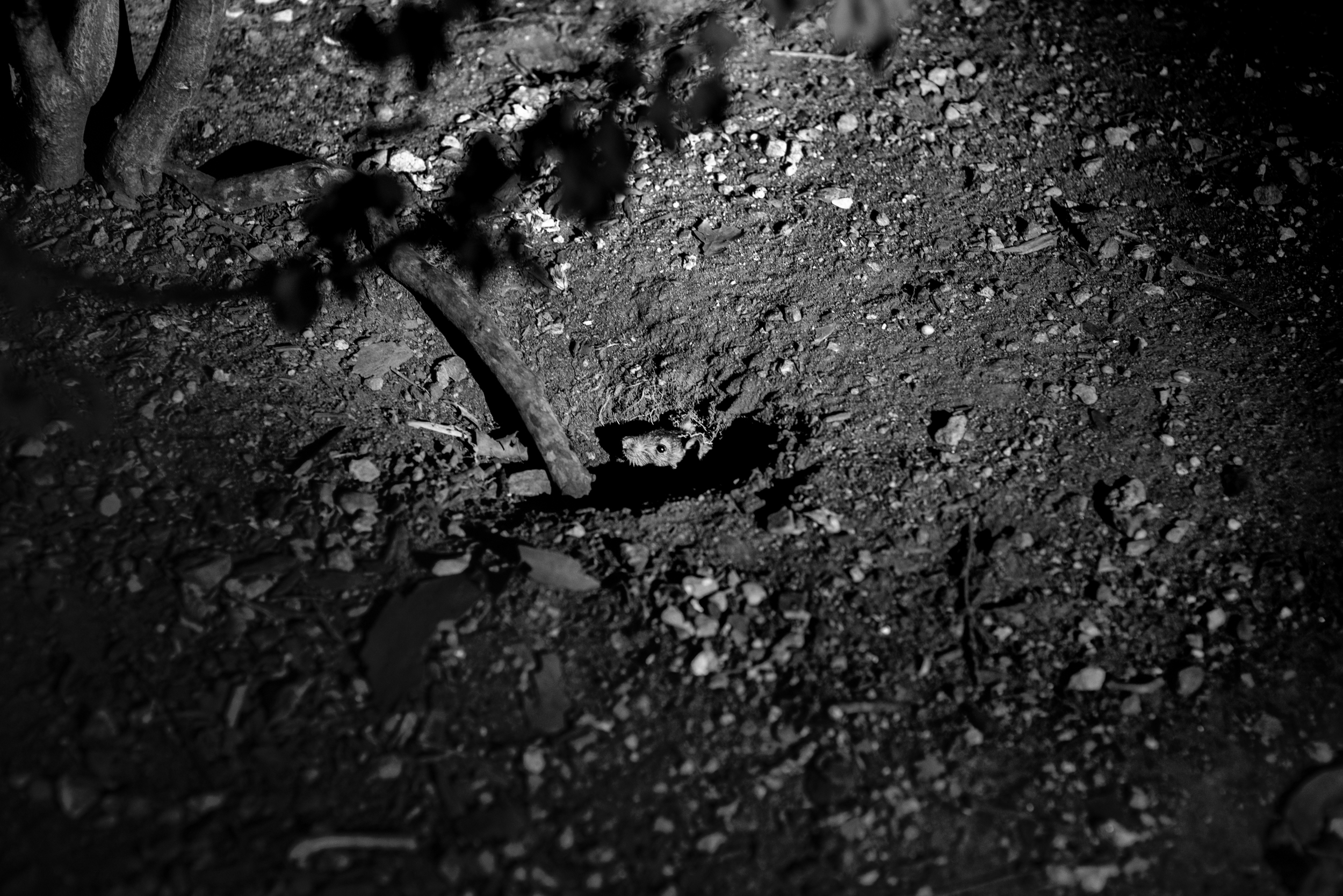  A rat peaks to inspect it's surroundings as several dogs sniff through other surrounding burrows. &nbsp;A group of men and women train their dogs to help rid of the city's immense rat population, often catching up to 20 rats in a single night, among
