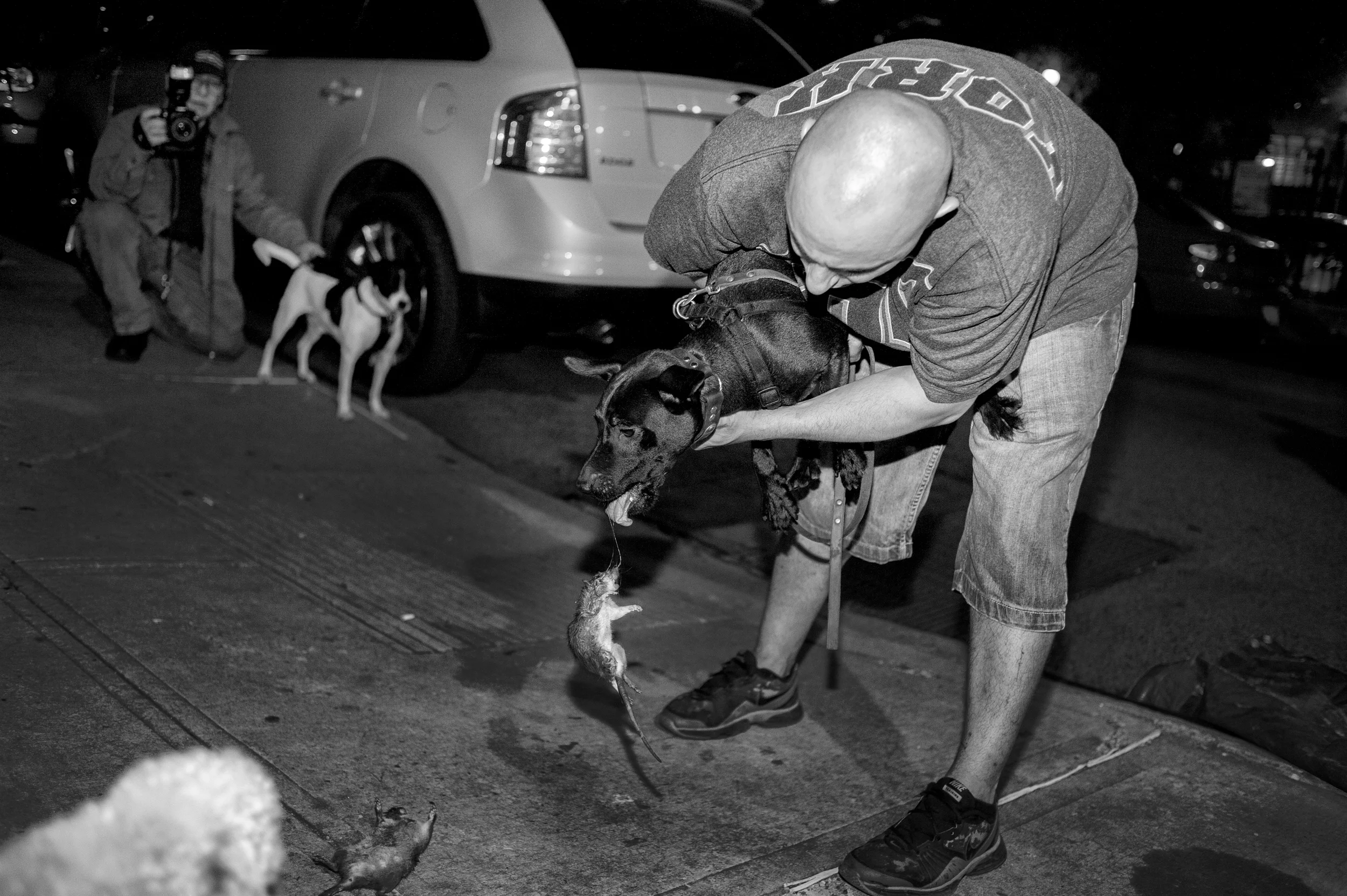  Mighty releases a successful catch. &nbsp;A group of men and women train their dogs to help rid of the city's immense rat population, often catching up to 20 rats in a single night, among a group of approximately 10 dog owners. 