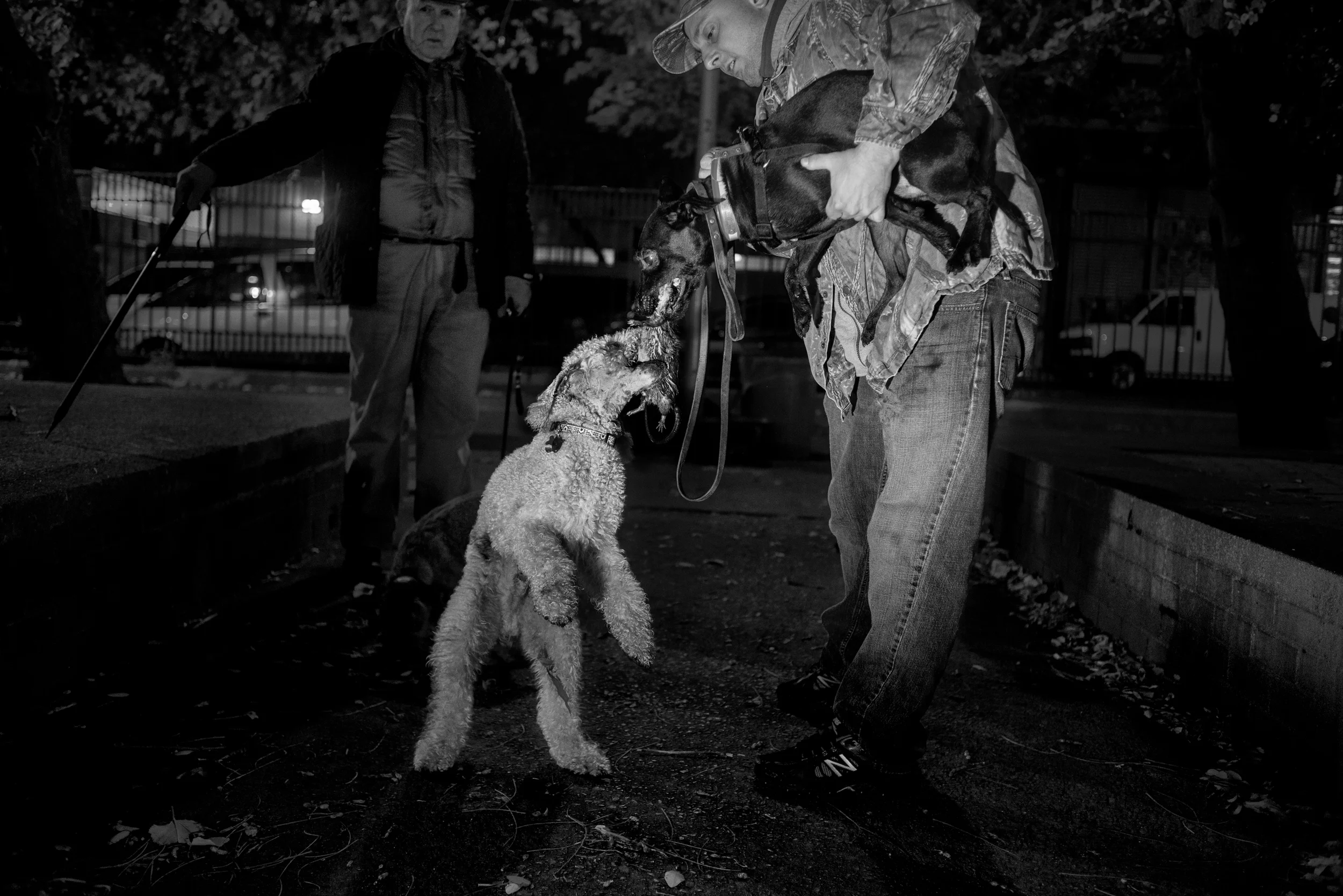  Catcher attempts to claim a portion of Mighty's catch. &nbsp;The group consists mainly of terriers, due to their inherent hunting ability. &nbsp;Catcher, a Bedlington Terrier were bred for hunting both above and below ground, while other breeds were
