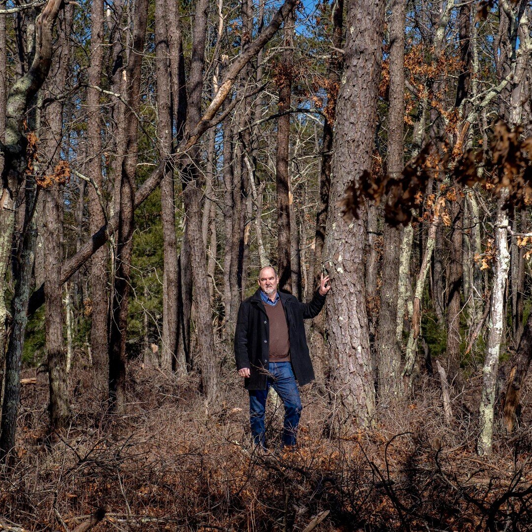 East Hampton Town Supervisor Peter Van Scoyoc stands among a large swatch of dead and dying trees that have been affected by the invasive Southern Pine Beetle.⠀Once a tree is infected with the beetle, it must be cut down and the surrounding trees als