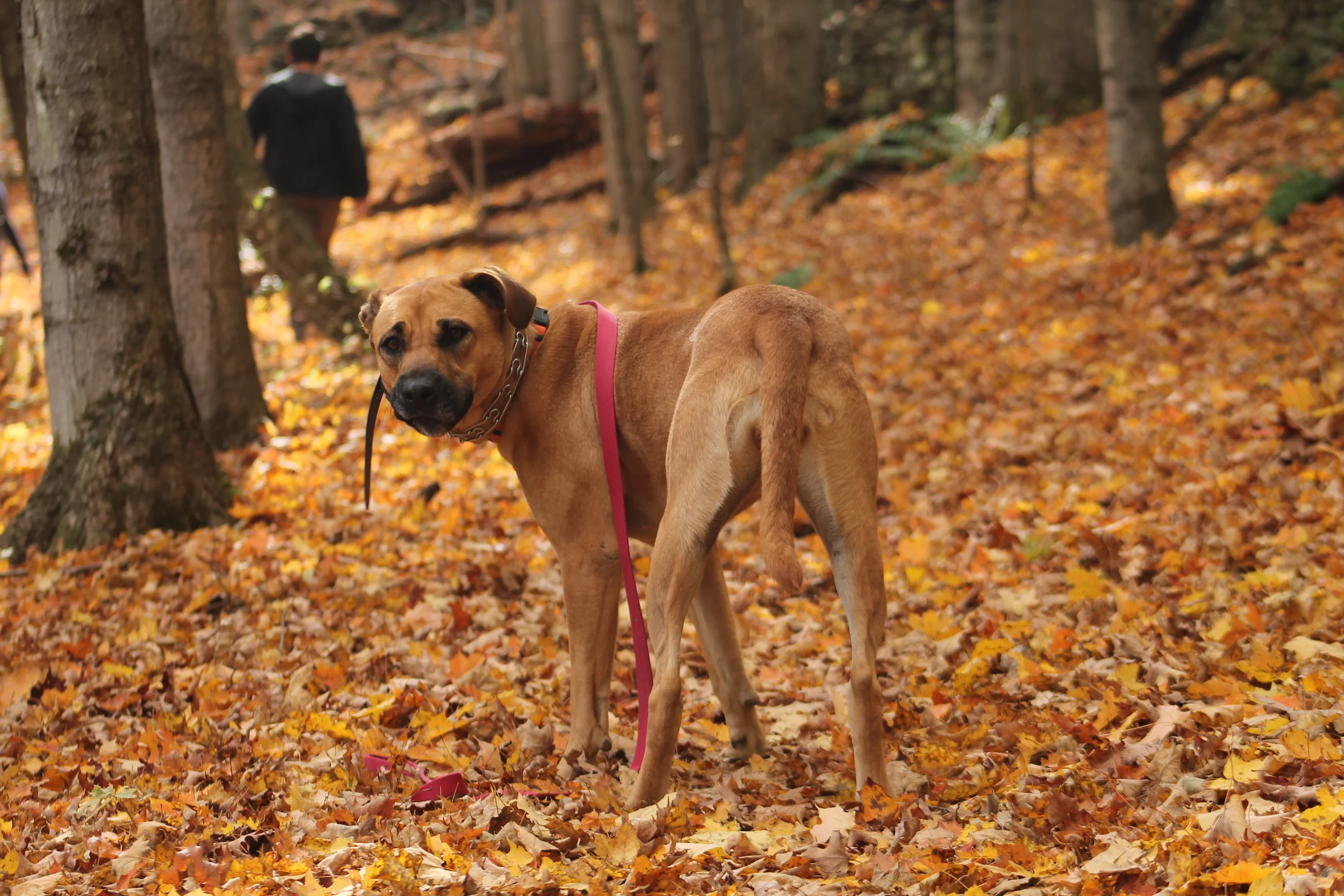 Endless Mountains Hiking 101 - Part 1 -  Preparing Your Pooch